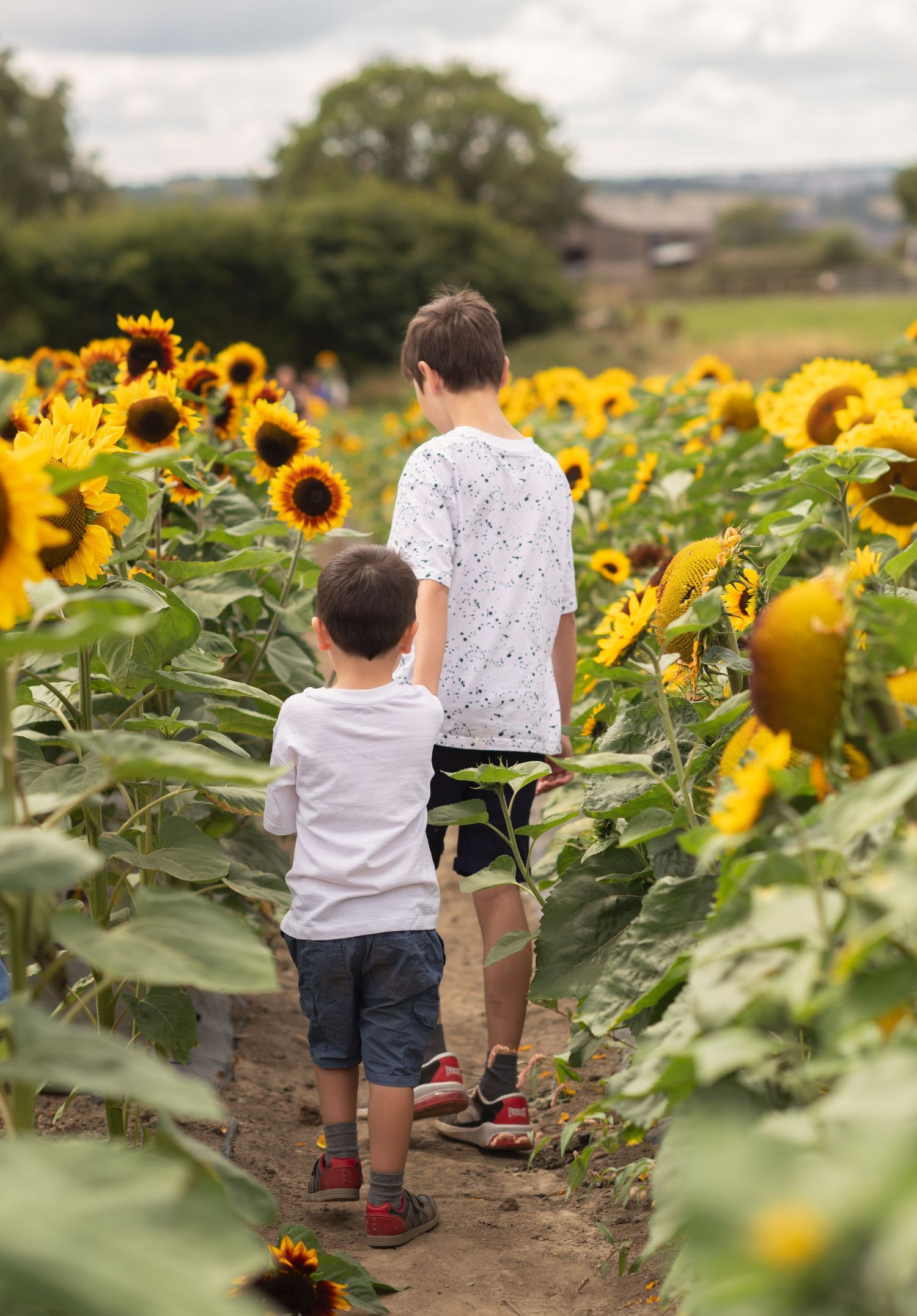 Two brothers walking hand in hand through sunflowers