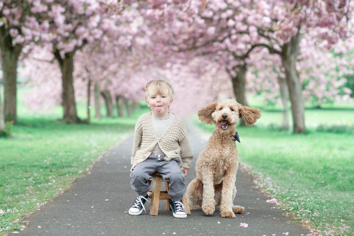 A young kid and their goldendoodle dog sit together under blooming cherry blossom trees along a park path.