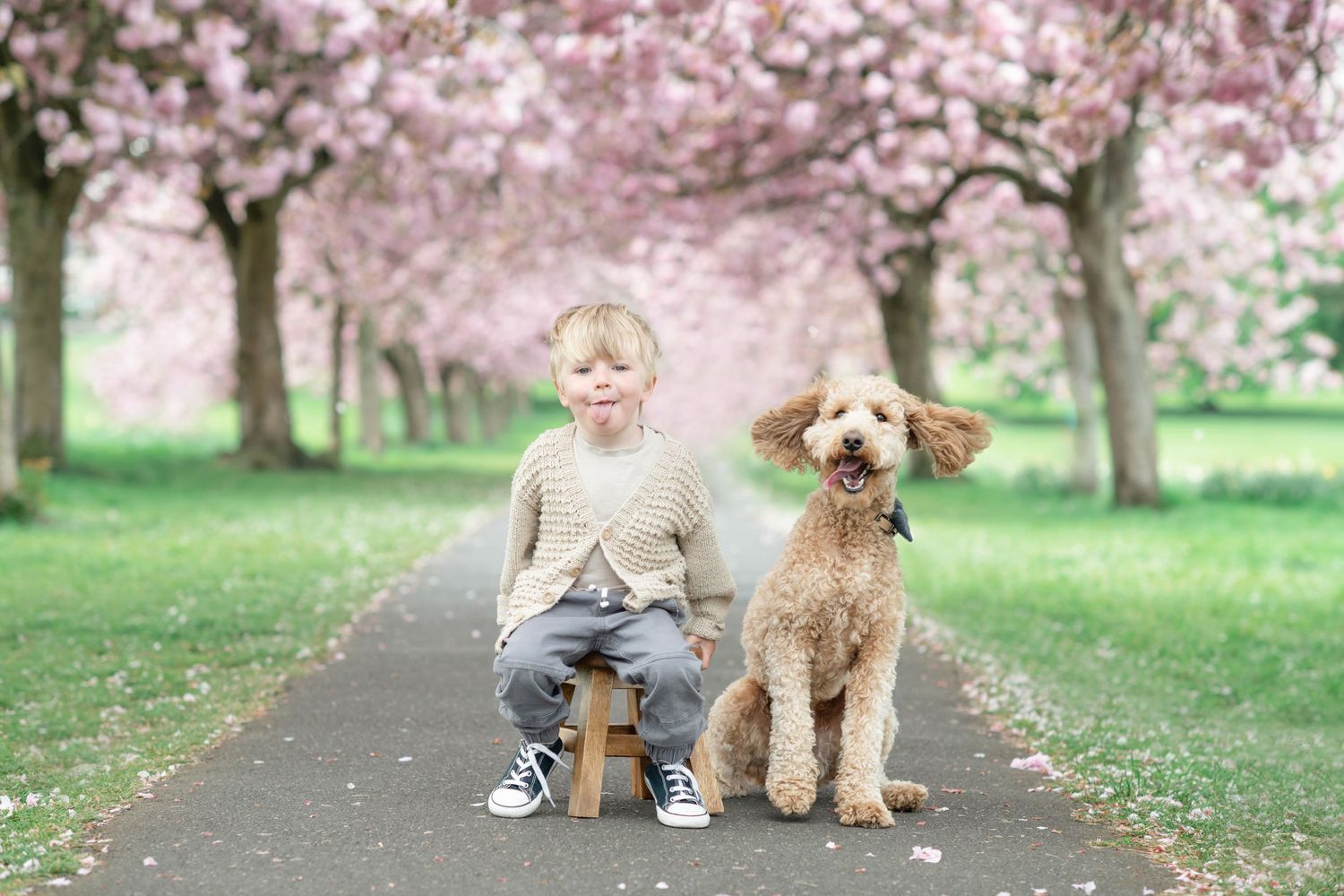 A young child sat on a stool next to his dog under the cherry blossom trees in Harrogate, they are both sticking their tongues out.