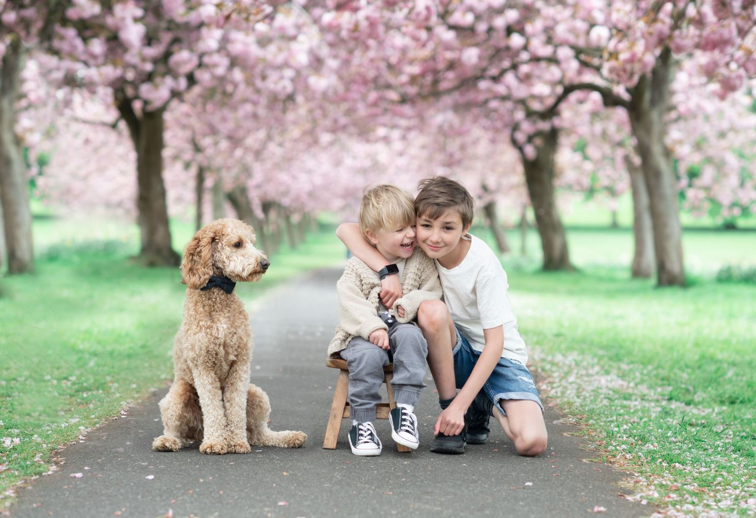 Two brothers sit with the dog in front of the rows of Cherry blossom trees in Harrogate.