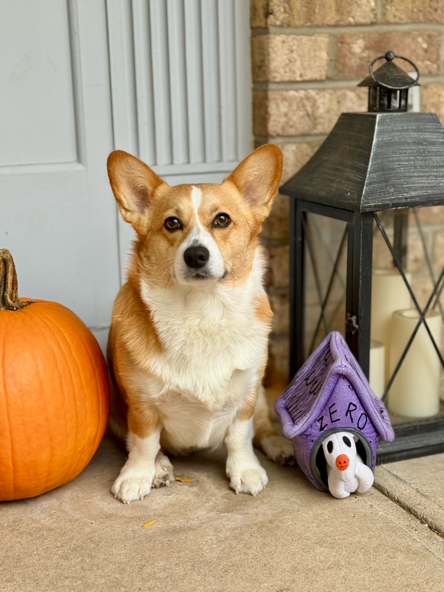 Adorable Corgi dog sitting on a porch with a Halloween pumpkin and Zero doghouse toy decoration.