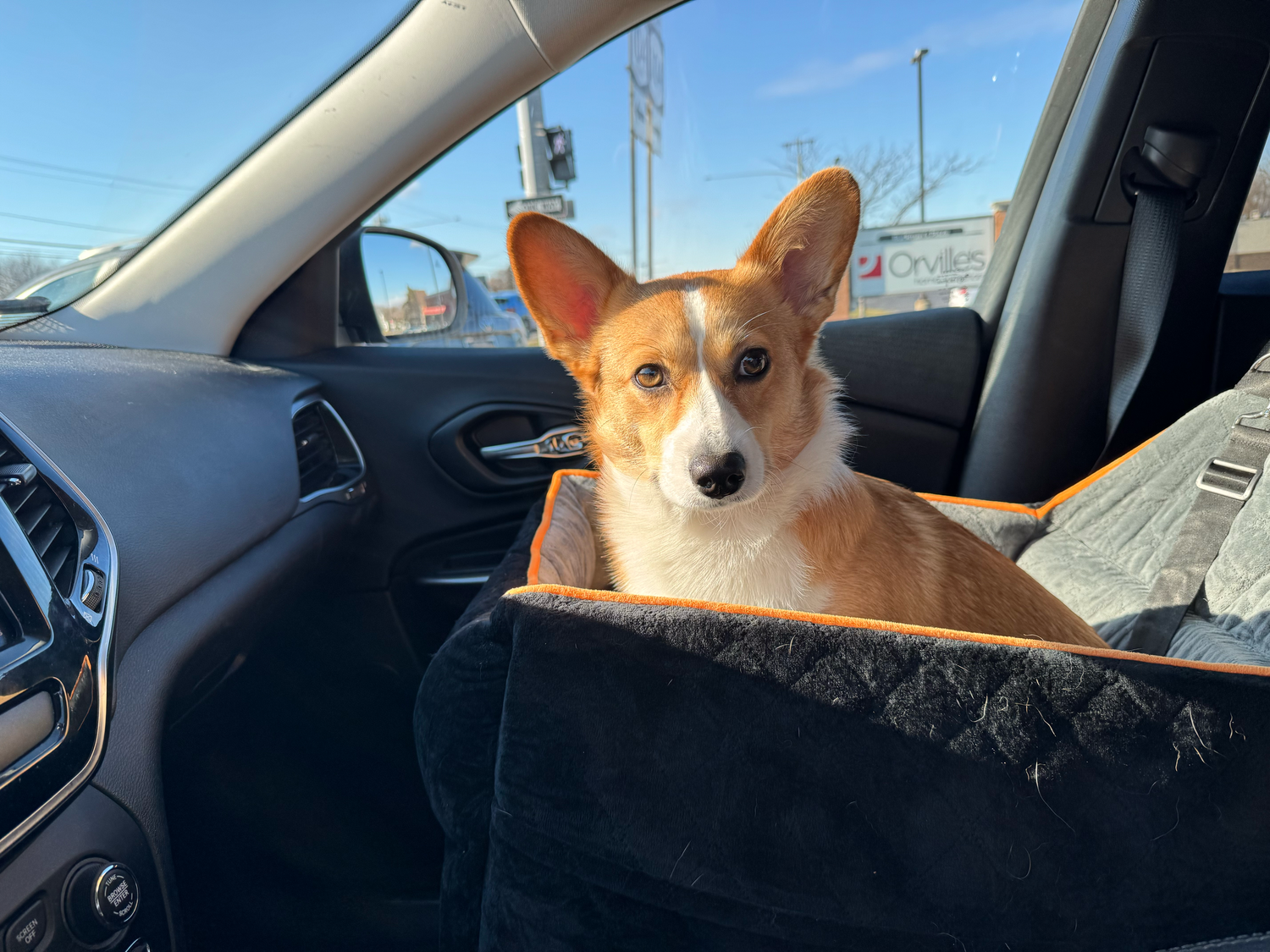 Corgi dog looking alert while sitting in the passenger seat of a car.