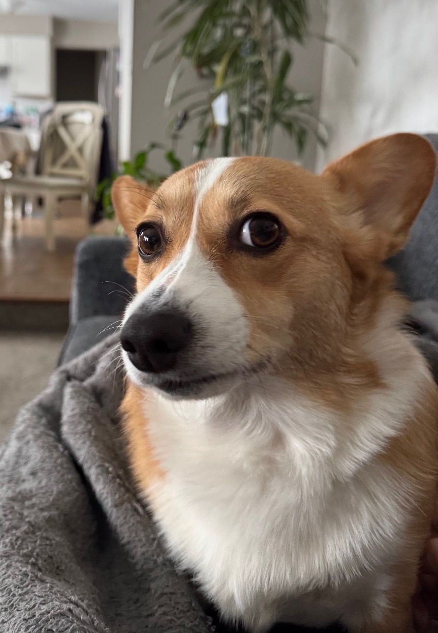 A cute Pembroke Welsh Corgi with tan and white fur sits on a gray blanket indoors, gazing with expressive brown eyes.