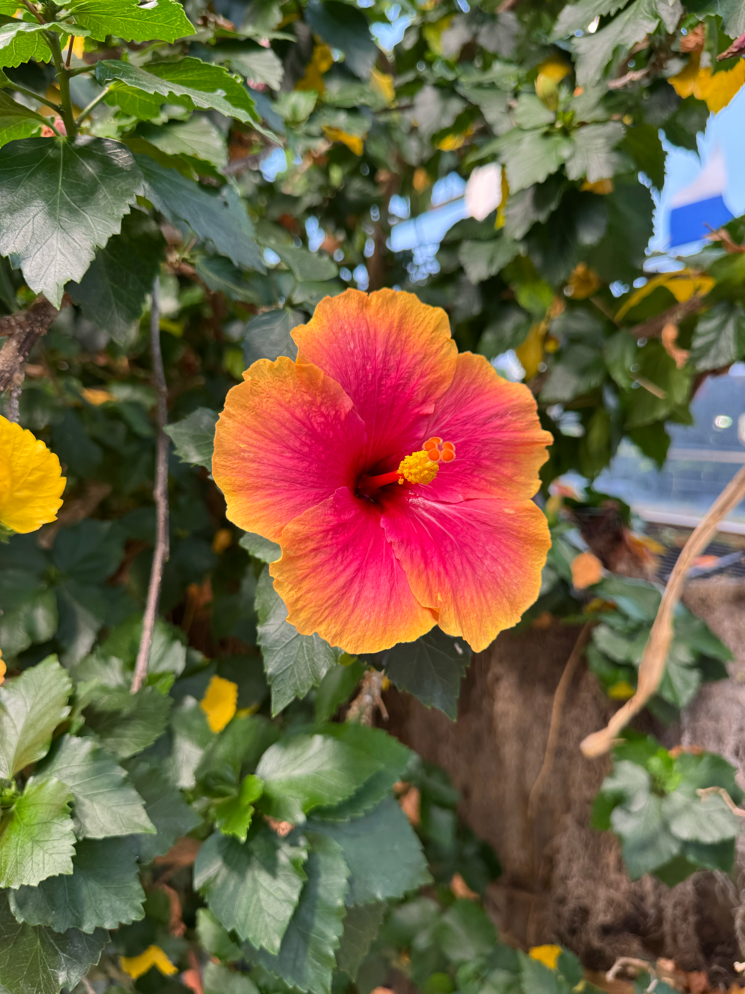 Vibrant orange and pink hibiscus flower in full bloom against green foliage background.