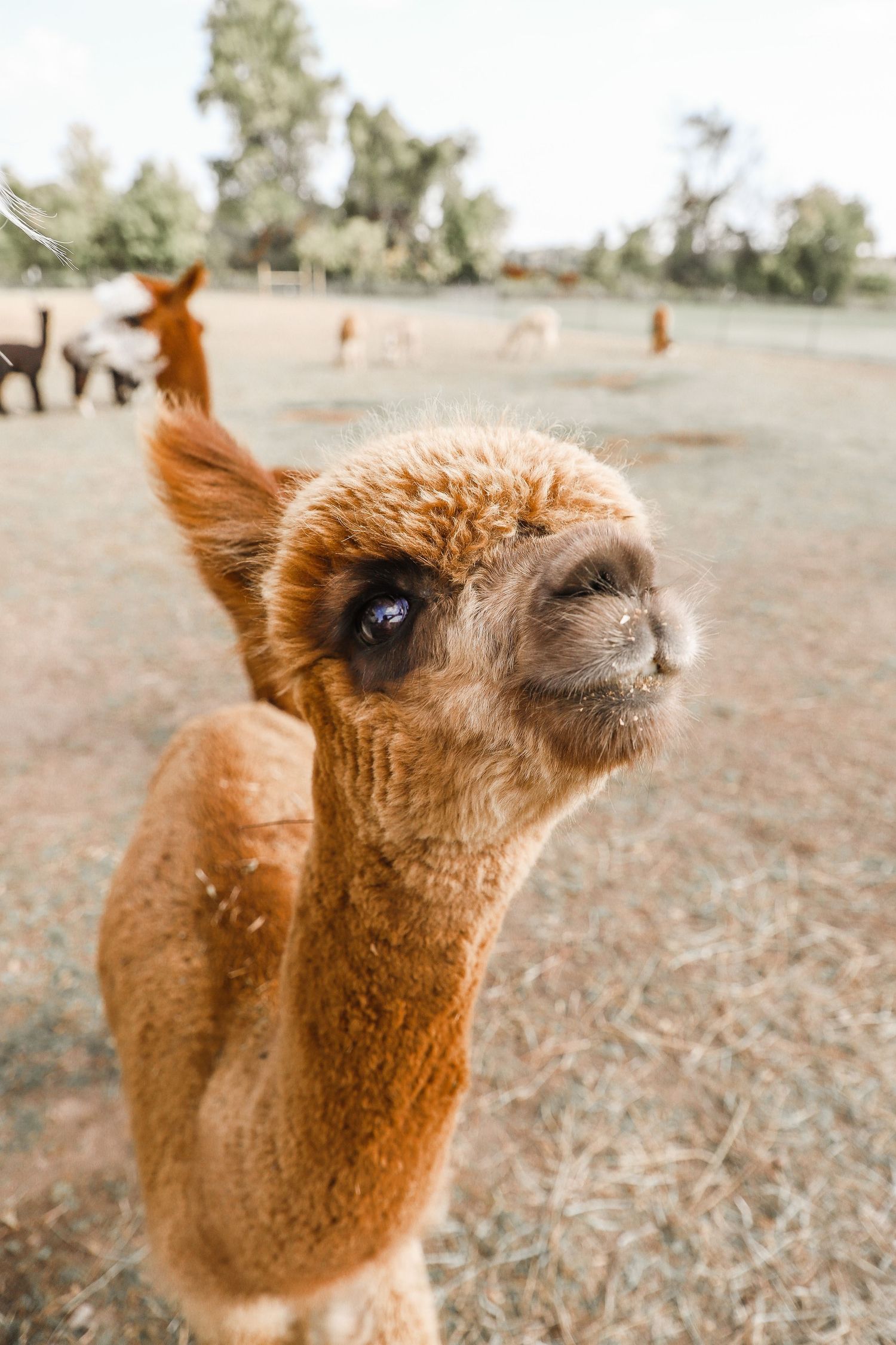 Series of close-up shots showing an alpaca's face from different angles.