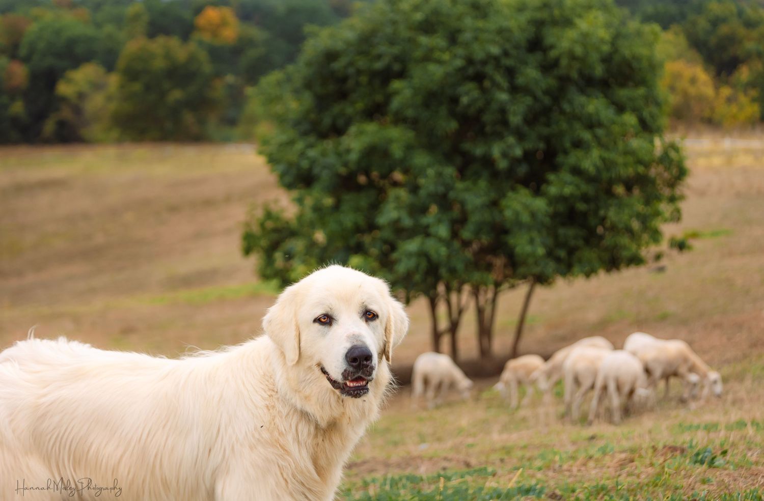 White Labrador retriever dogs resting in a pastoral field with trees in background.