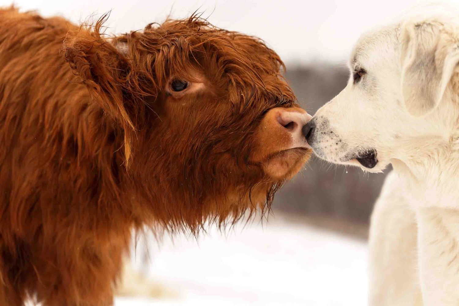 A Highland cow and white dog touching noses in an adorable animal interaction.
