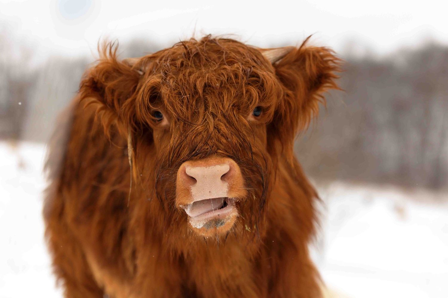 Close-up portrait of a fluffy Highland cow with reddish fur against a snowy background.
