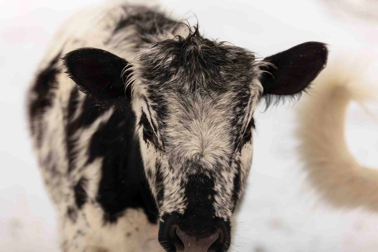 Close-up black and white portrait of a young calf with distinctive markings.