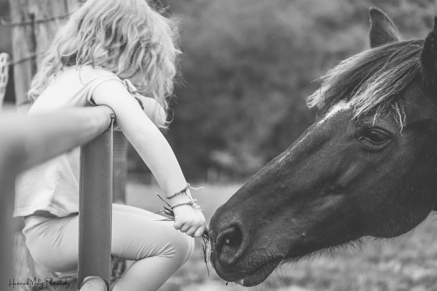 Black and white photo of hands gently petting and interacting with horses.