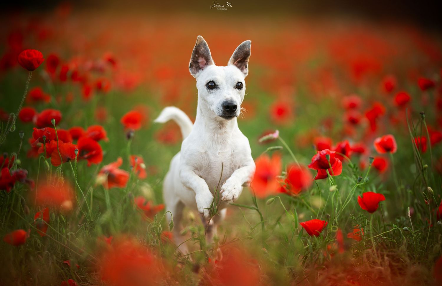 Shooting photo près d'Aix en Provence, photographiez votre chien dans les coquelicots