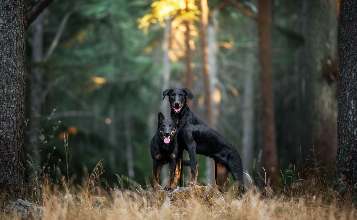 Shooting photo près d'Aix en Provence, photographiez votre chien en forêt