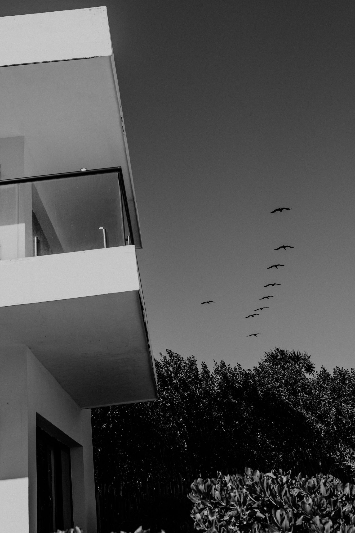 Black and white photo of modern building balconies with birds flying in formation against a clear sky.