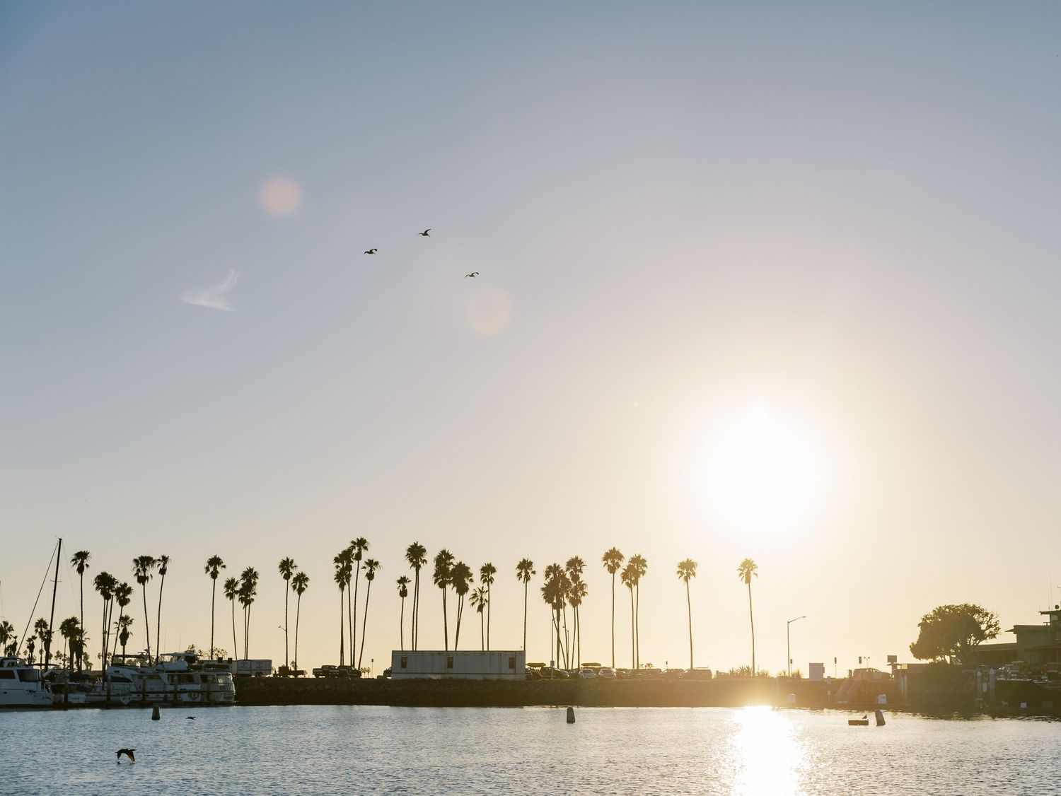 Palm trees silhouetted against a bright sunset sky over a calm ocean horizon create a tropical paradise scene.