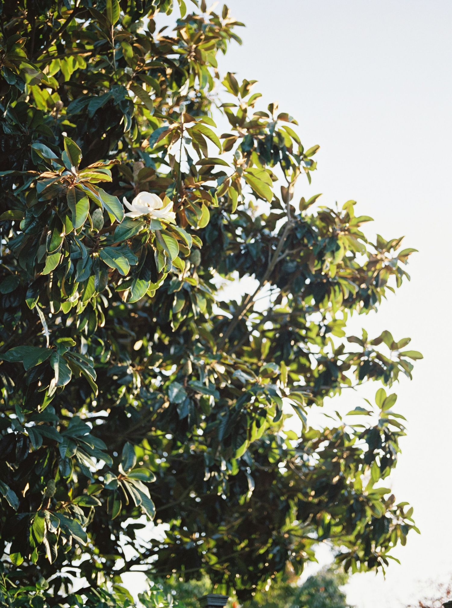 Close-up view of magnolia tree branches with glossy green leaves in sunlight.