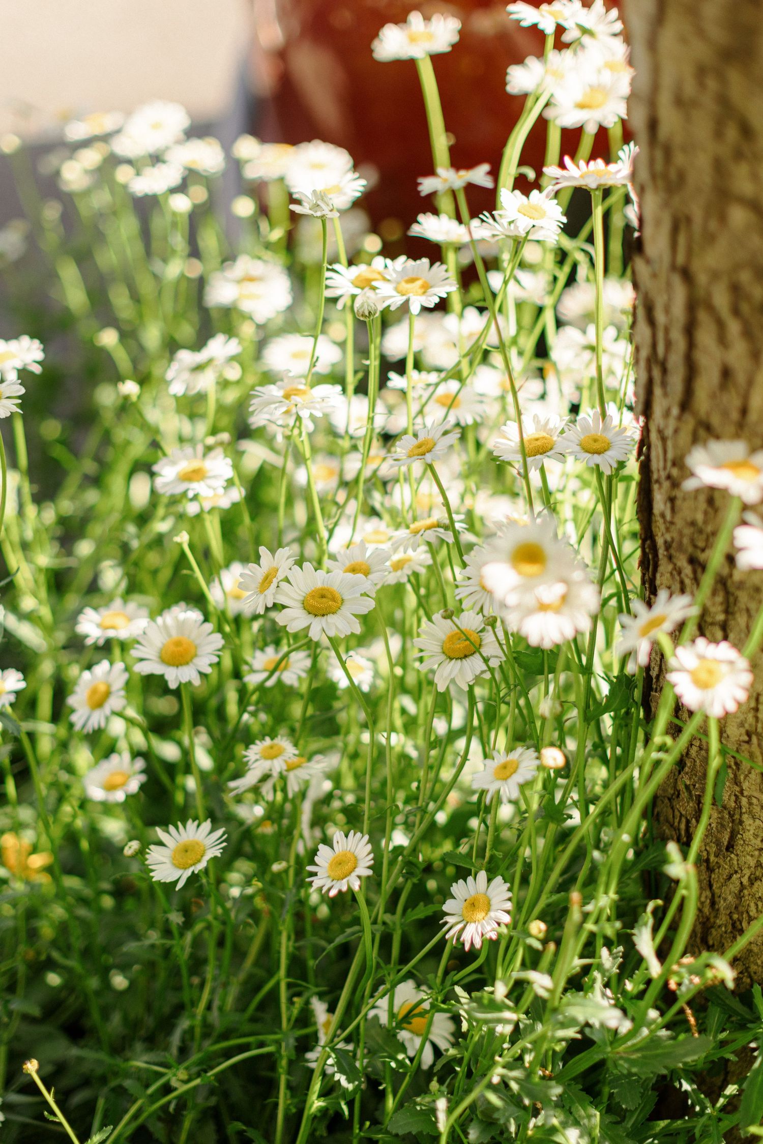 Blooming white daisies growing wild in dappled sunlight against a tree trunk.