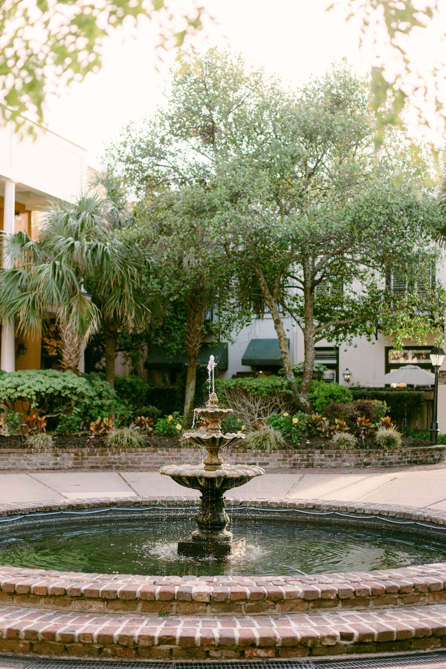 A panoramic view of a brick-edged garden fountain surrounded by lush greenery and olive trees.