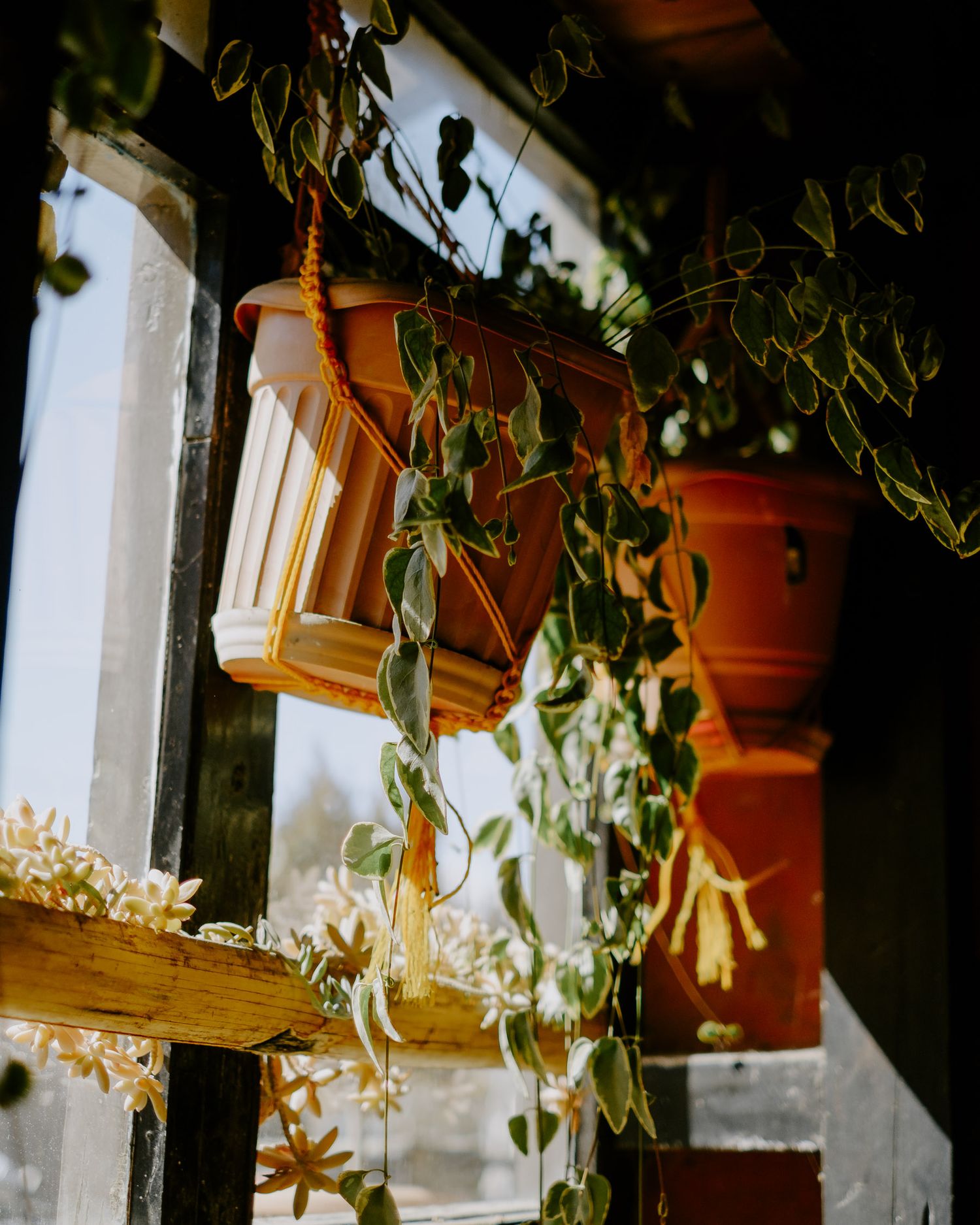 Terracotta flower pots with trailing plants hang from wooden beams against a white wall.