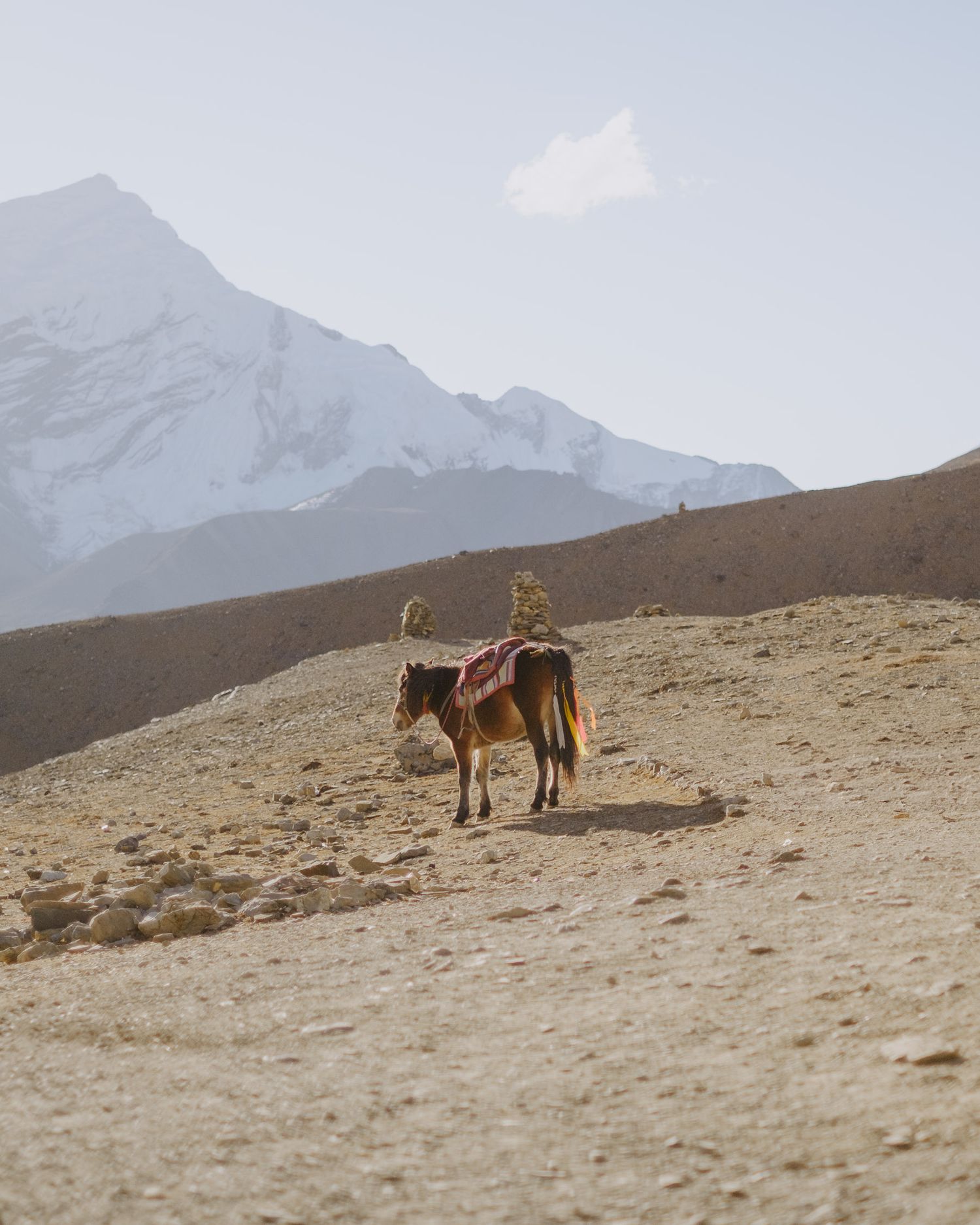 A lone horse stands on a barren mountain slope with snow-capped peaks in the background.