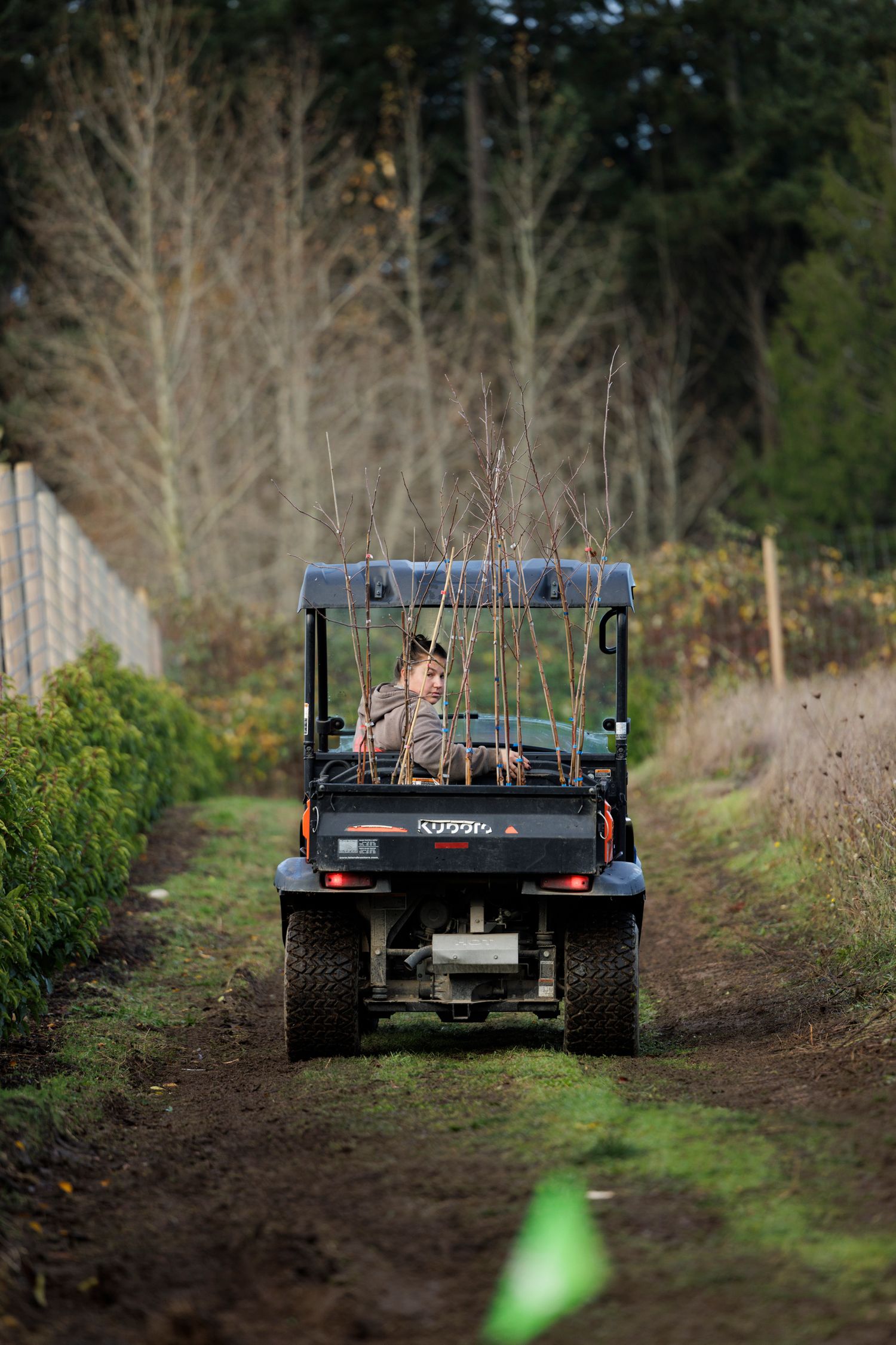 Person driving utility vehicle loaded with bare-root saplings along muddy path through tree nursery.