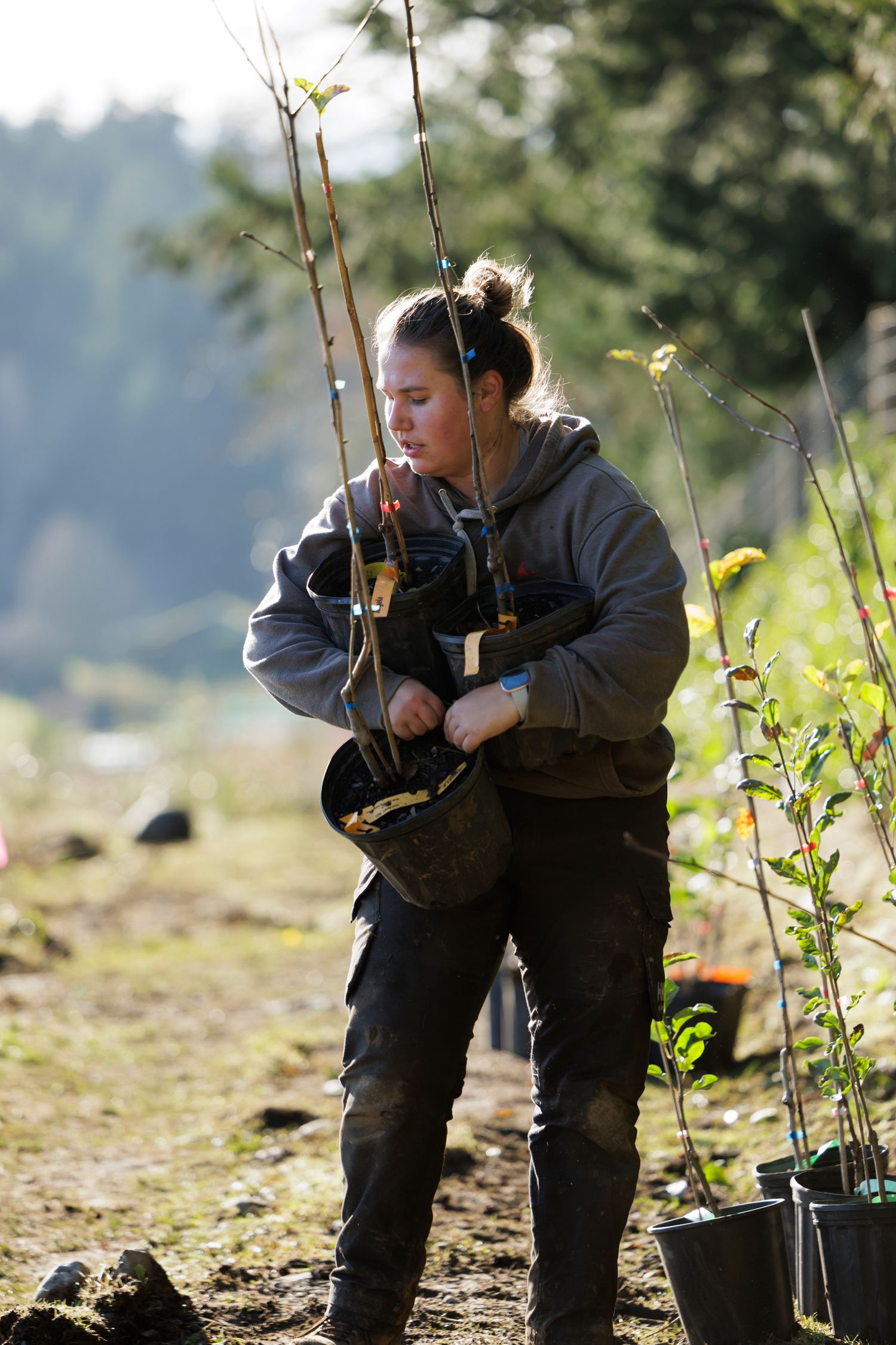 Female worker carrying bundle of bare-root saplings at outdoor tree planting site in muddy field.