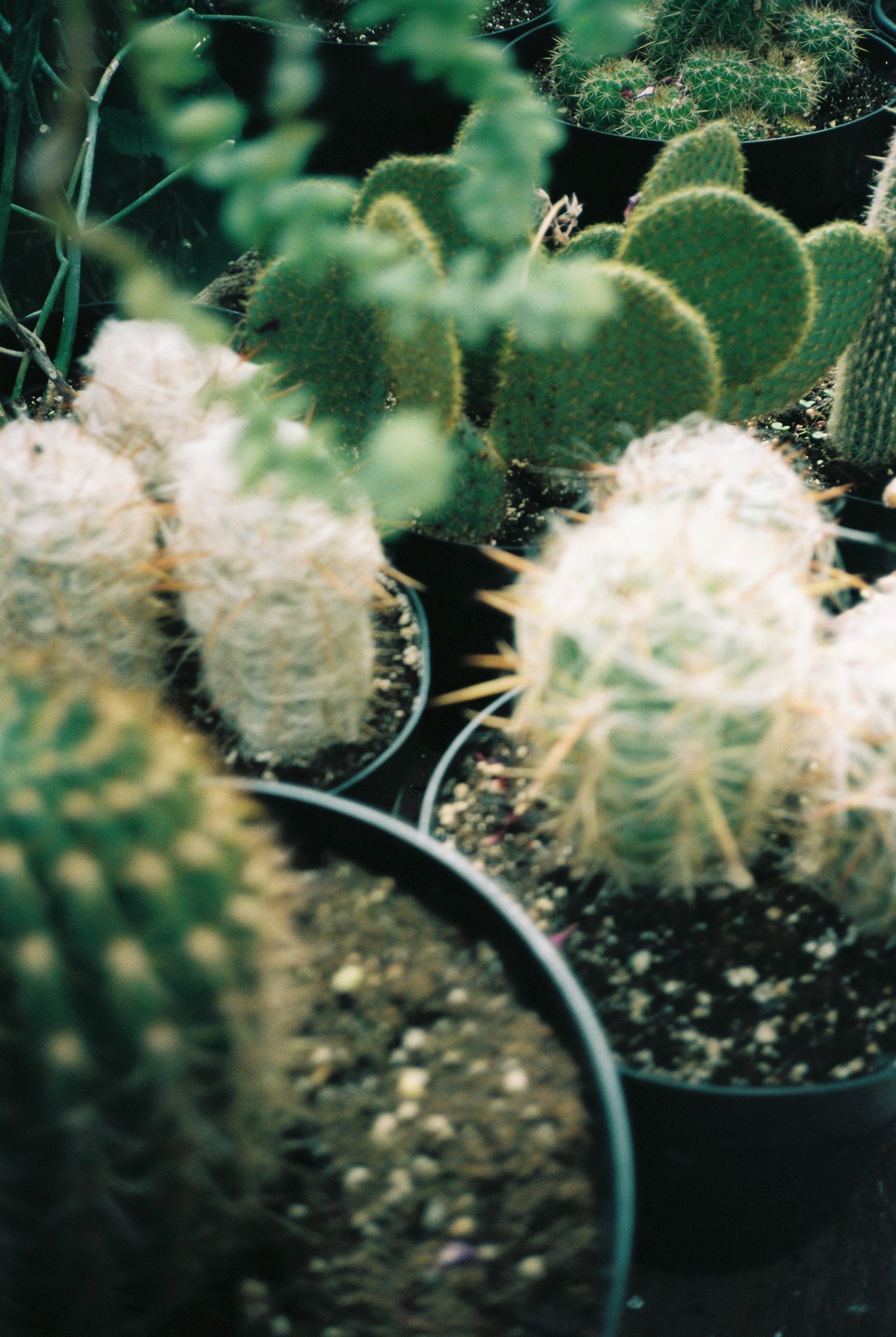 Close-up of small fuzzy white barrel cacti with yellow spines in black pots in a greenhouse.
