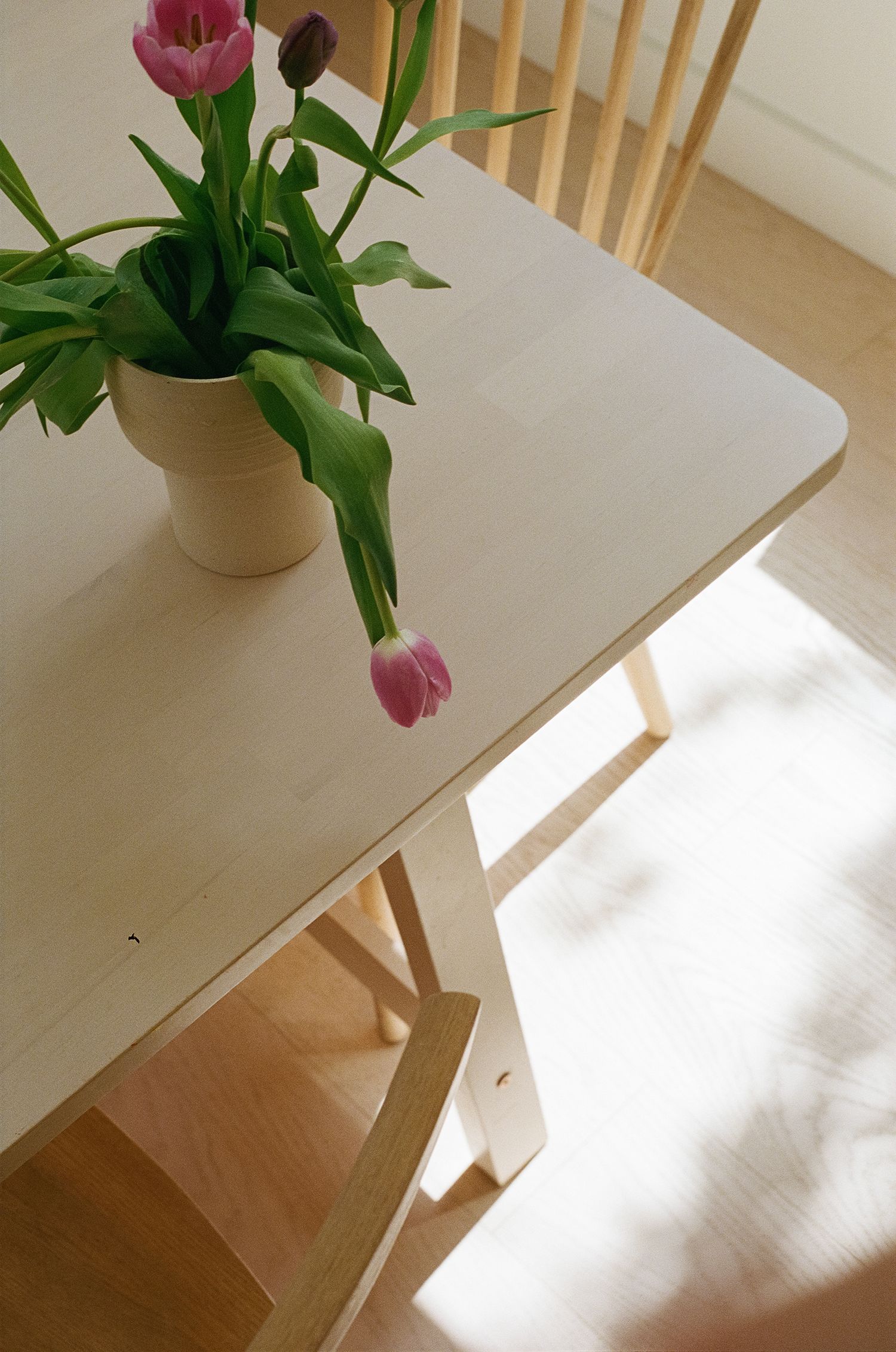 Pink tulips in cream vase on light wood dining table with chair, bathed in warm sunlight.