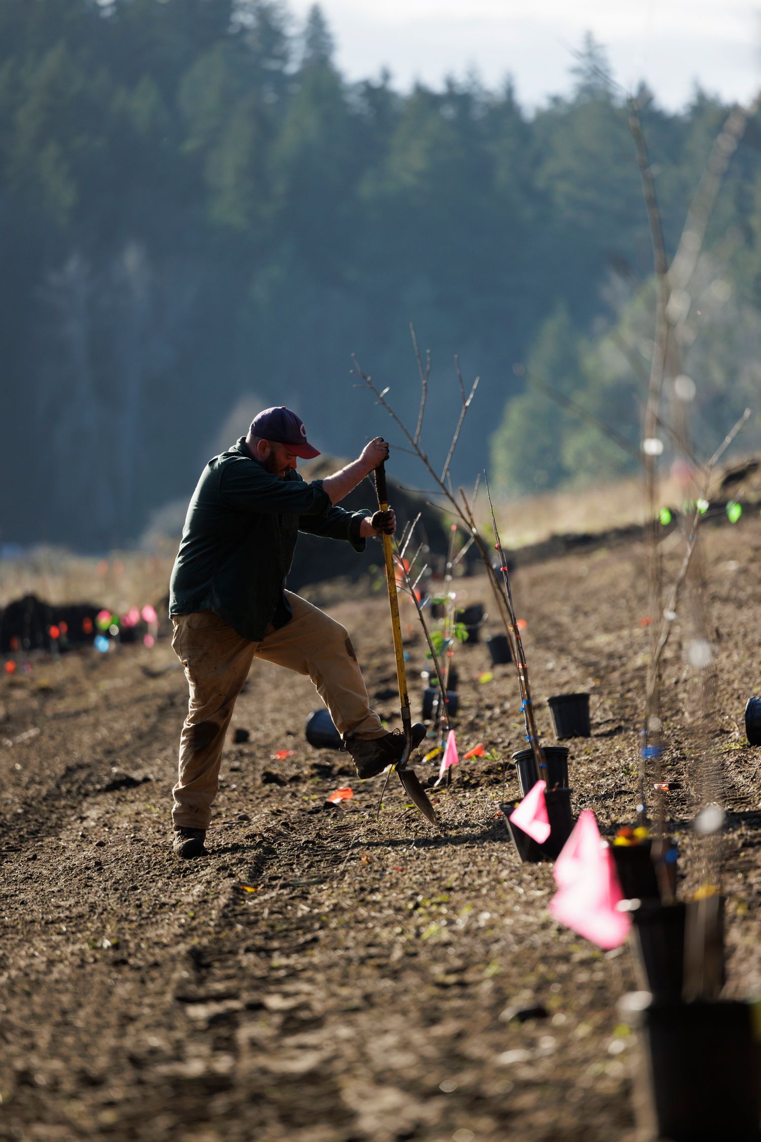 Worker planting bare-root trees in rows on a hillside with colorful plant markers in natural landscape.