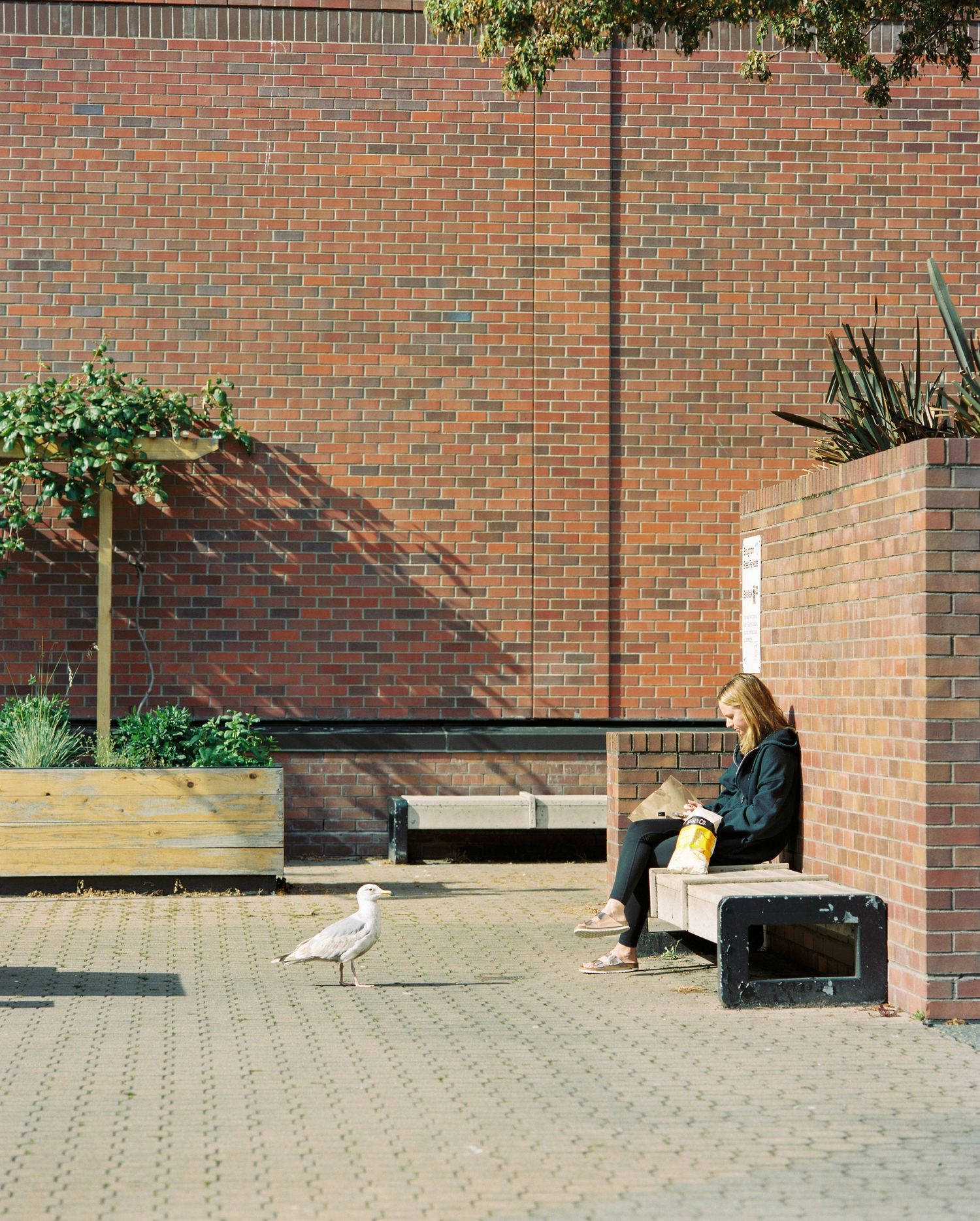 Woman sitting on bench reading book beside seagull in sunlit brick courtyard with raised garden beds.