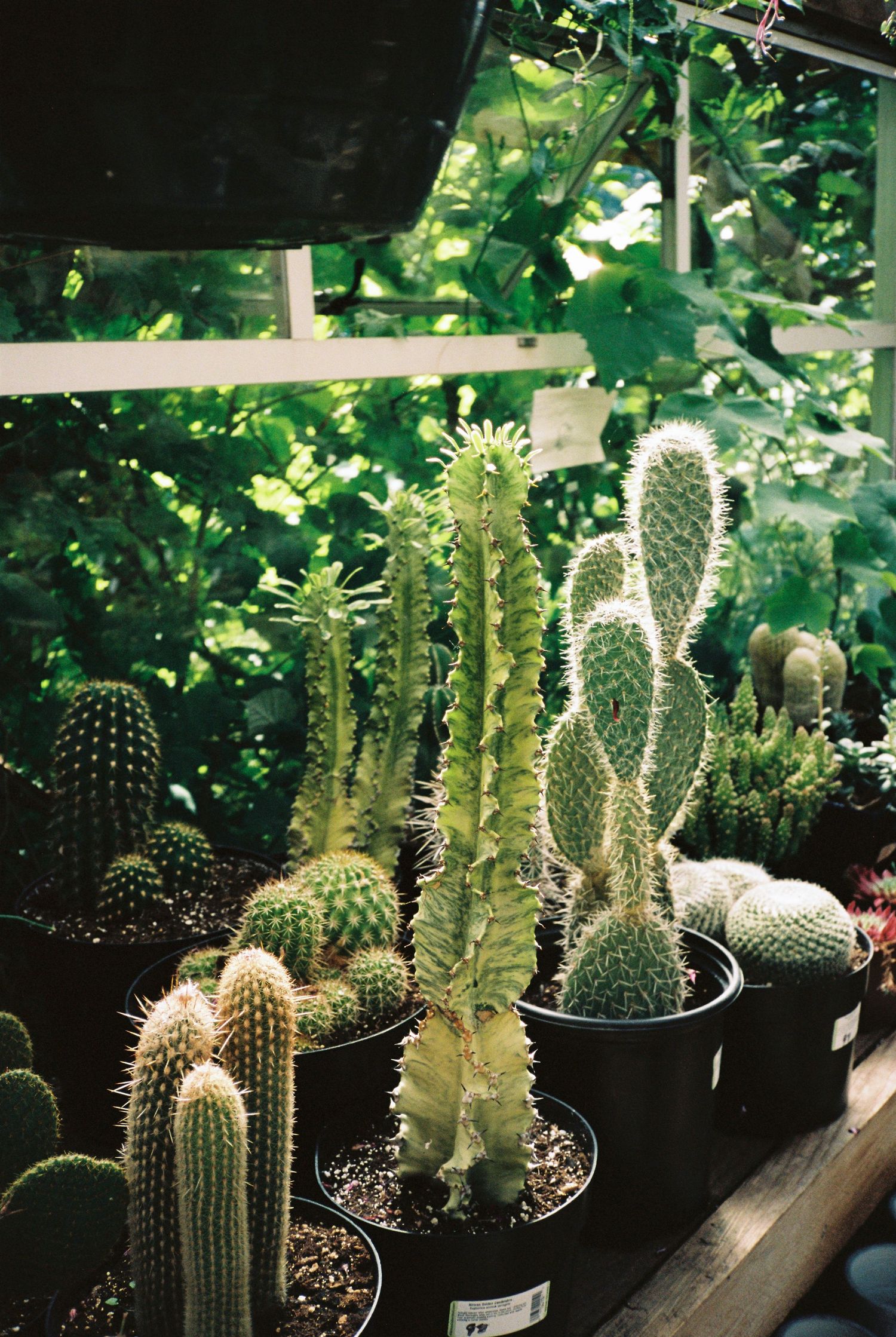 Variety of green cacti in black pots displayed in a sunlit greenhouse with lush foliage background.