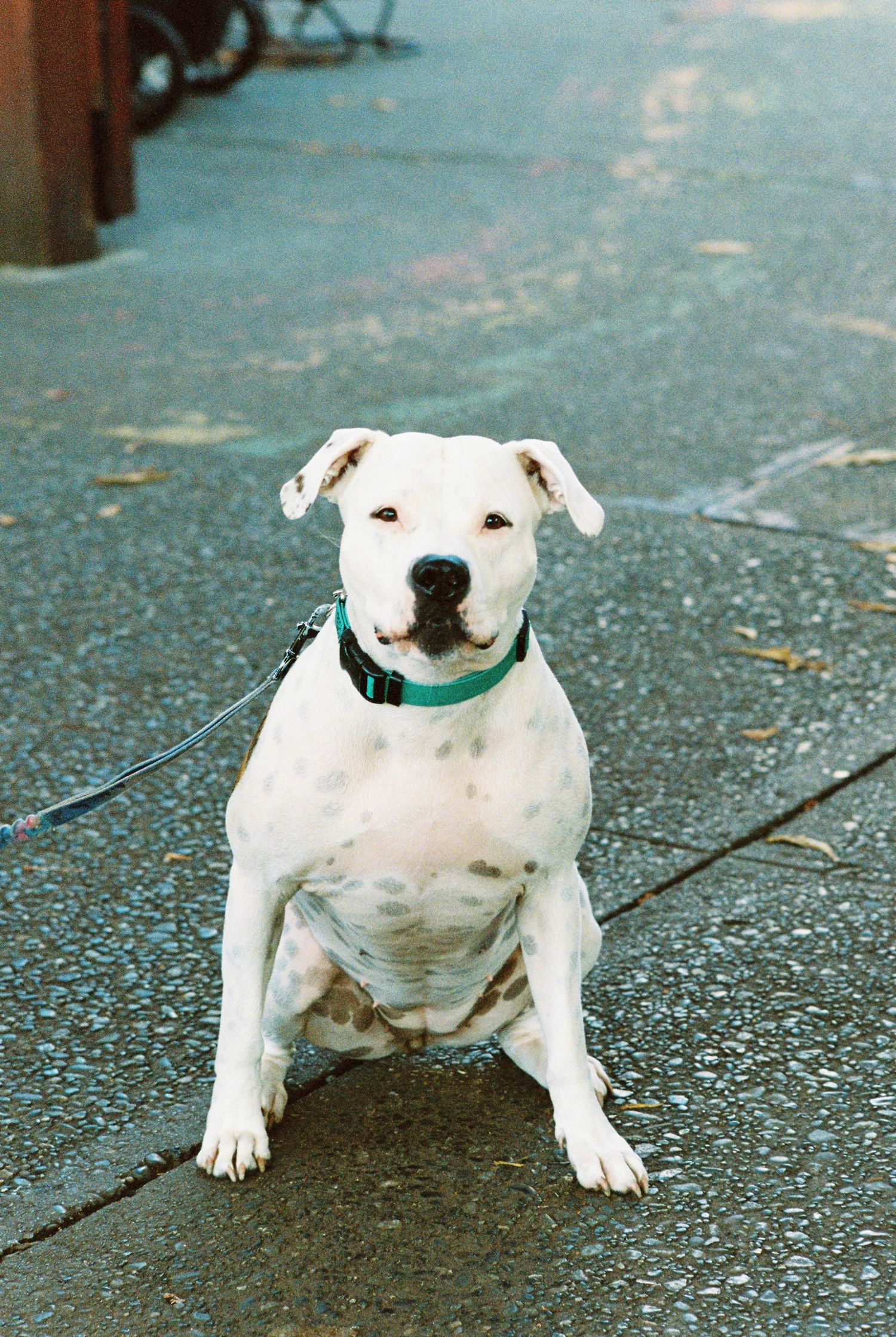 White pit bull dog with green collar sitting on pavement outdoors on a leash.