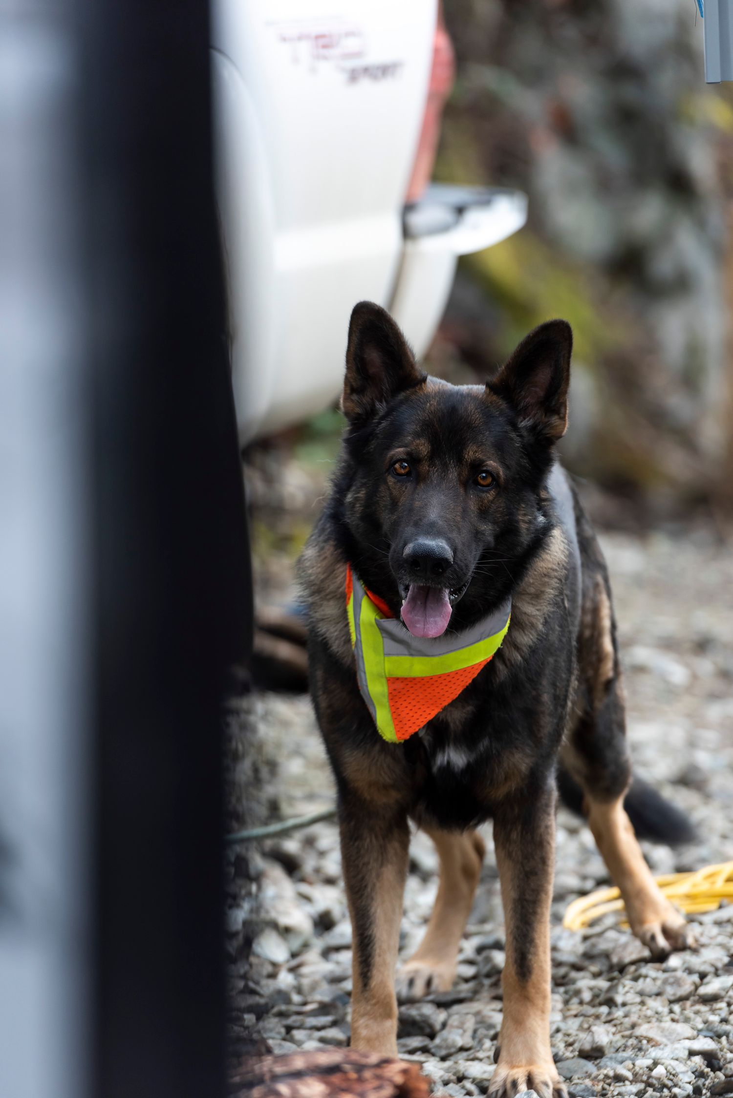 German Shepherd dog wearing a bright yellow and orange safety vest stands alert on a gravel construction site.