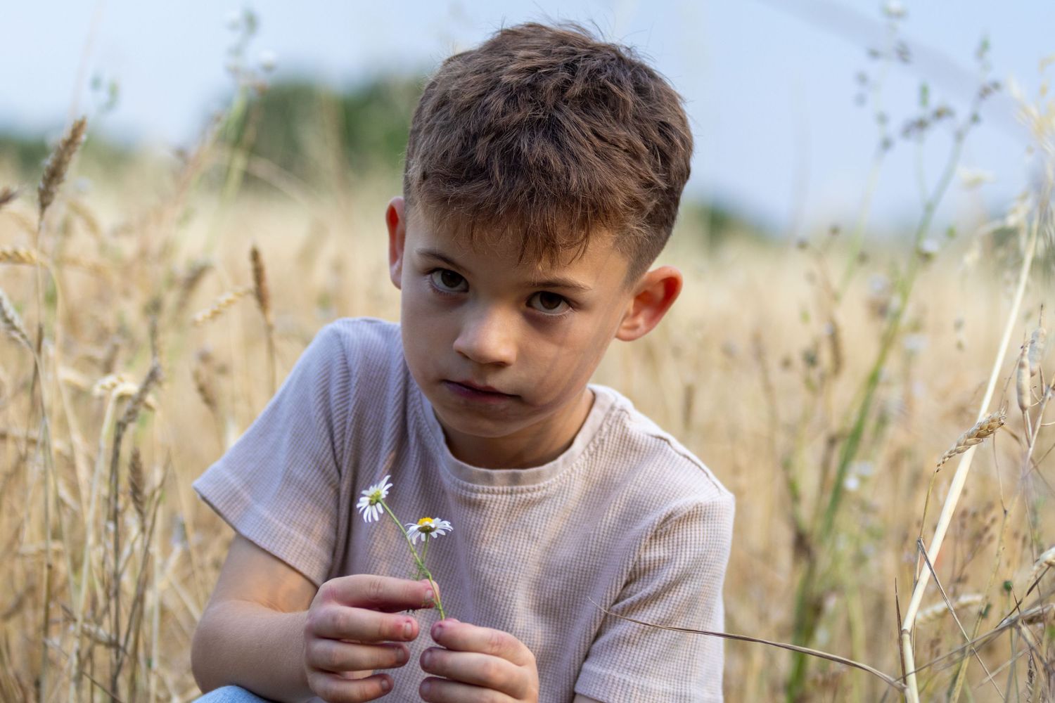 Young boy holding white daisy flowers while crouching in golden wheat field.