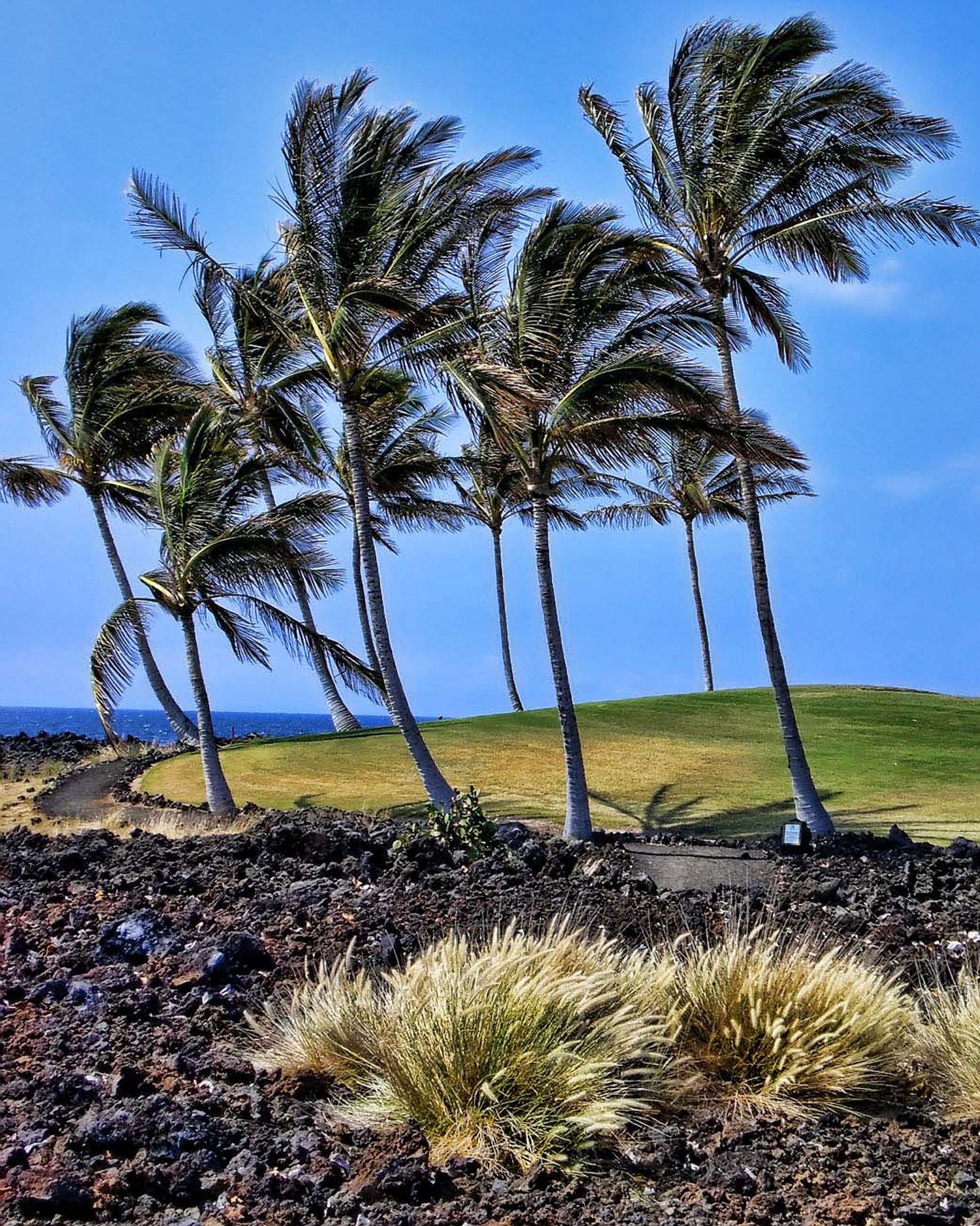 Windswept palm trees leaning over black lava rock coastline under a clear blue sky in Hawaii.