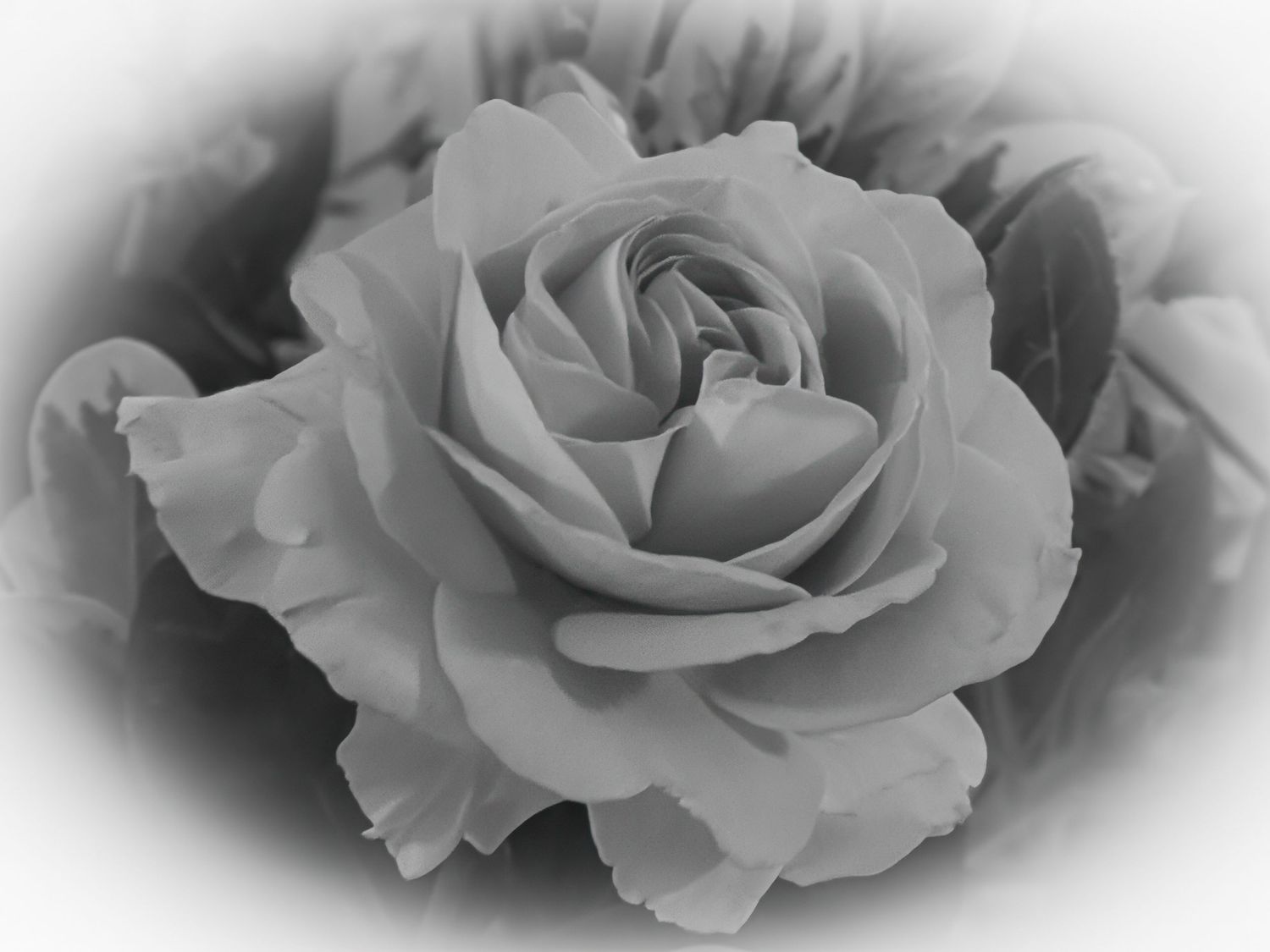 Soft black and white close-up of a blooming rose with delicate layered petals and gentle vignette border effect.