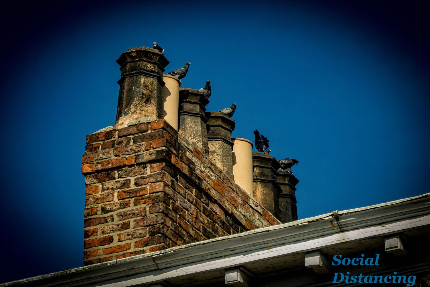 Birds practicing social distancing perched on historic brick chimney stacks against deep blue sky.
