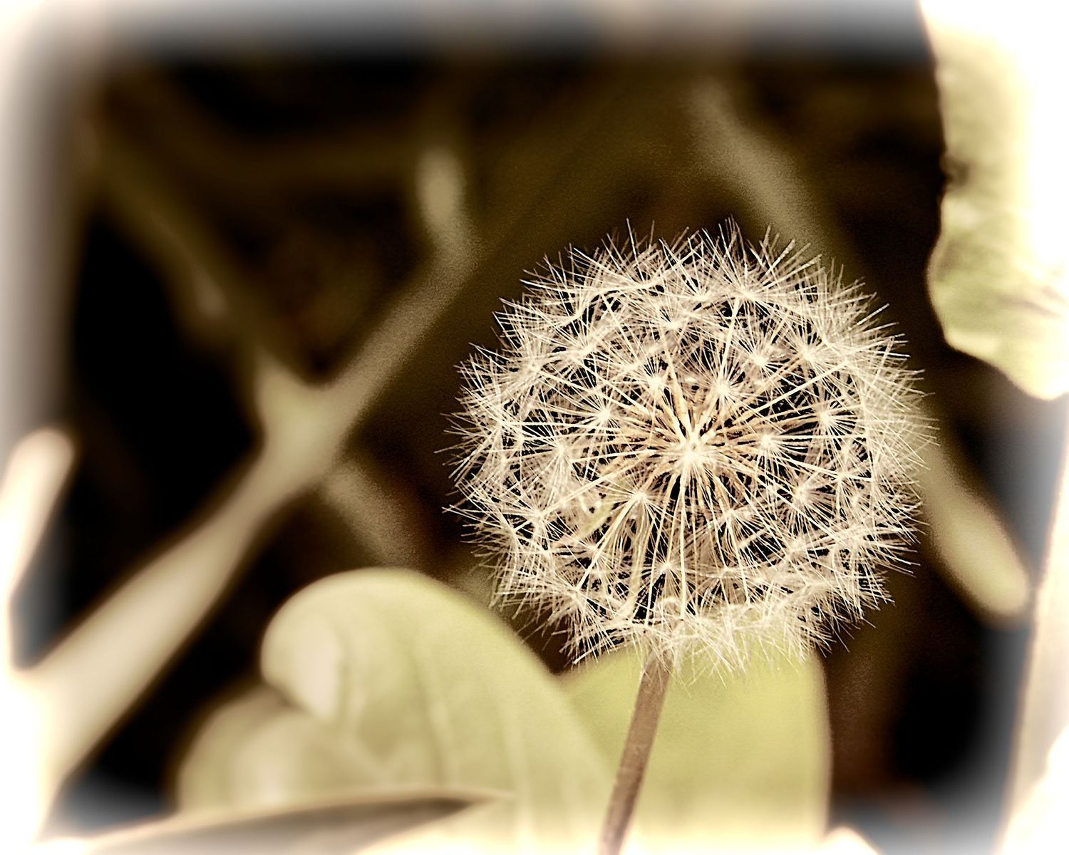 Delicate dandelion seed head in soft sepia tones with bokeh background in vintage style photography.