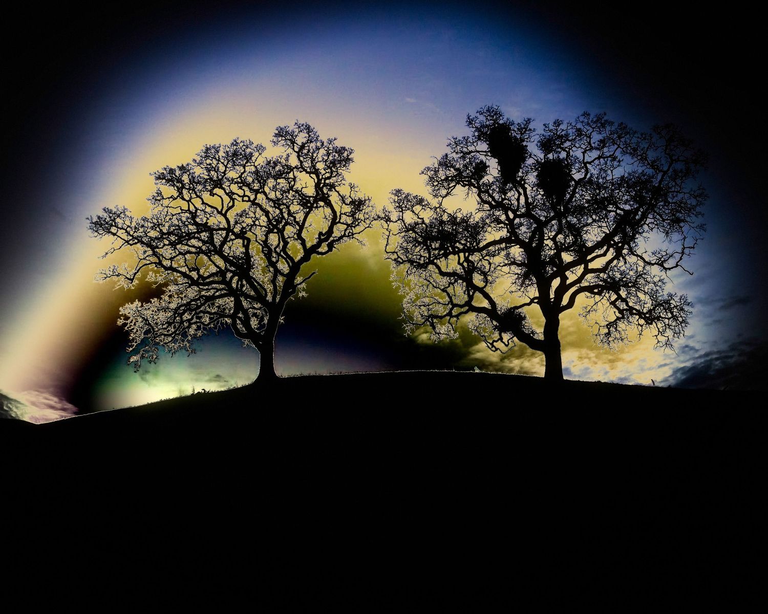 Silhouettes of two bare trees against a colorful night sky with rainbow light effect, California.