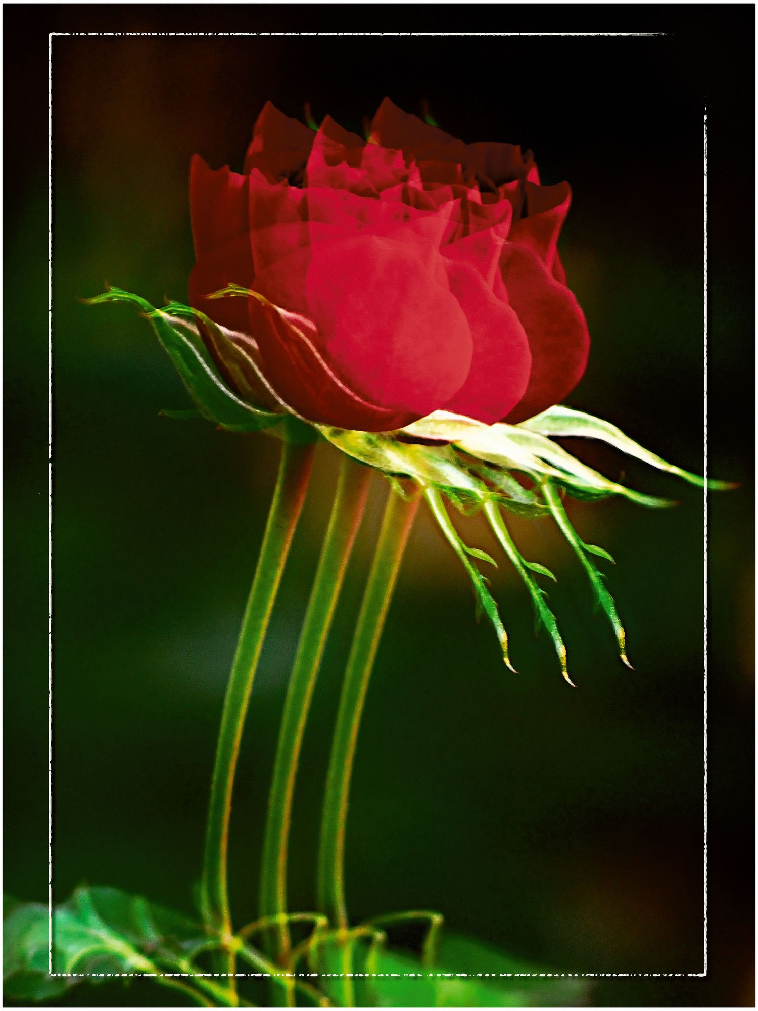 Vibrant red rose with glowing green stems captured in dramatic multiple exposure artistic photography.