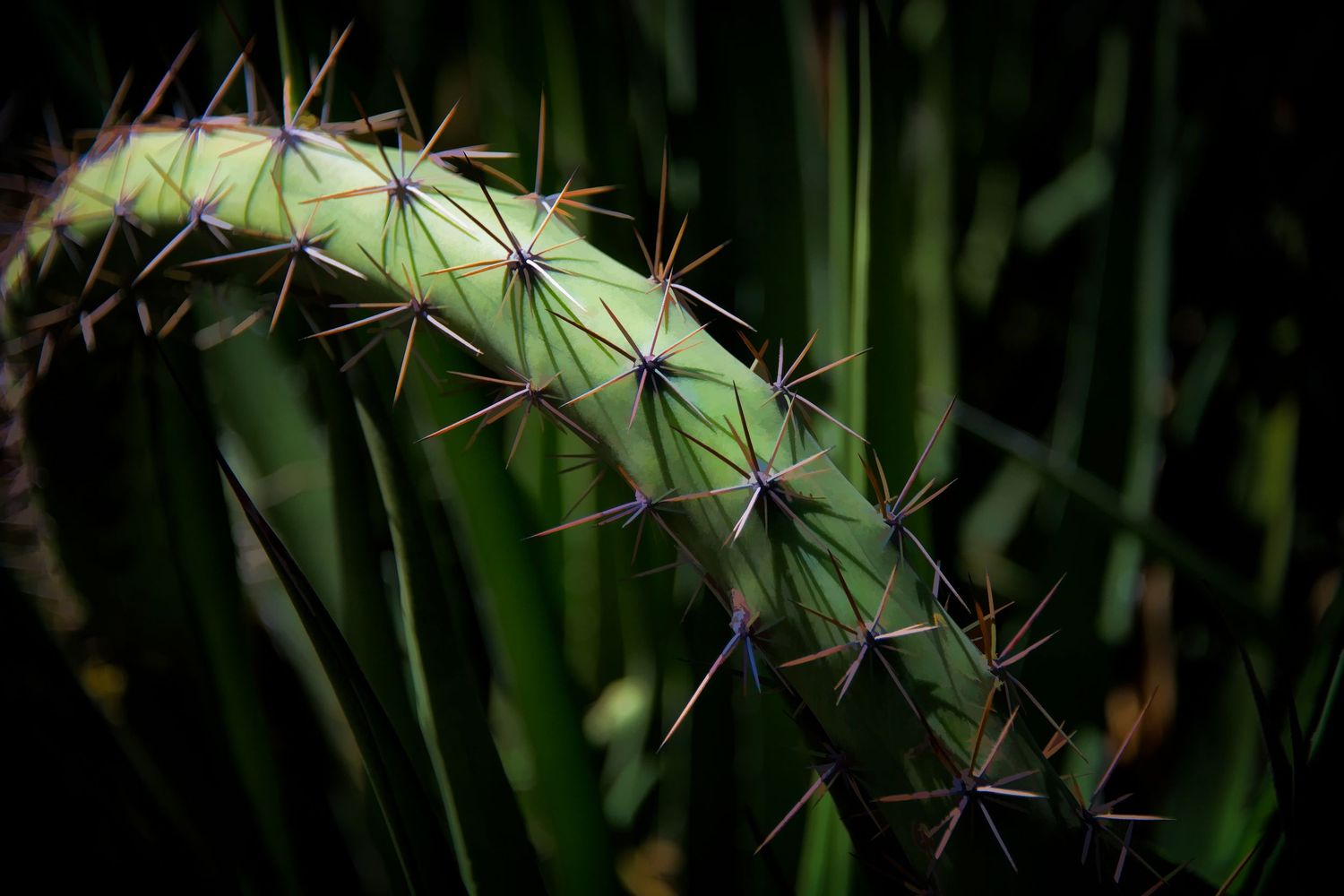Close-up of a curved green cactus stem with sharp purple-tipped spines against a dark background.
