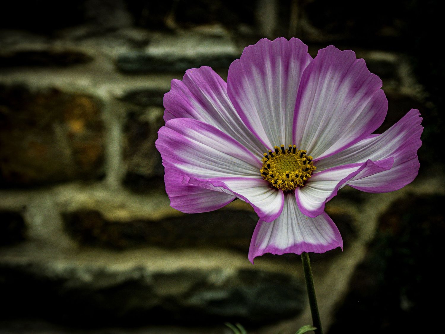 Close-up of a vibrant pink and white cosmos flower against a dark stone wall background.