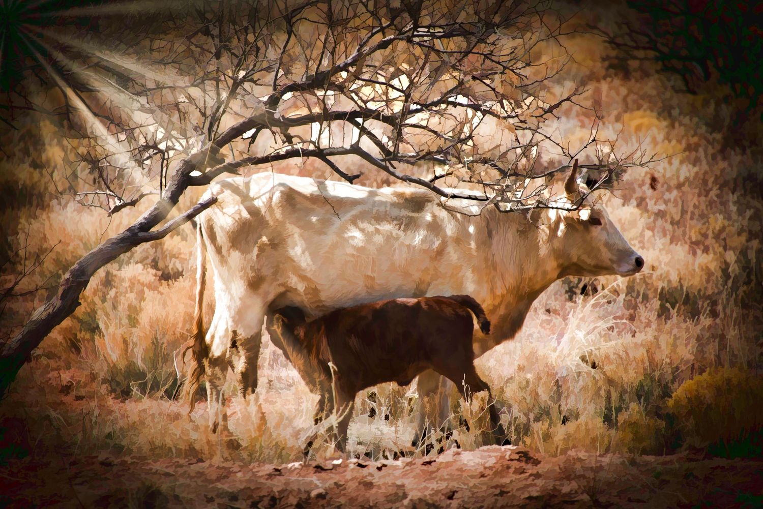 A white cow nursing her brown calf beneath a bare tree in a dry, rustic landscape.