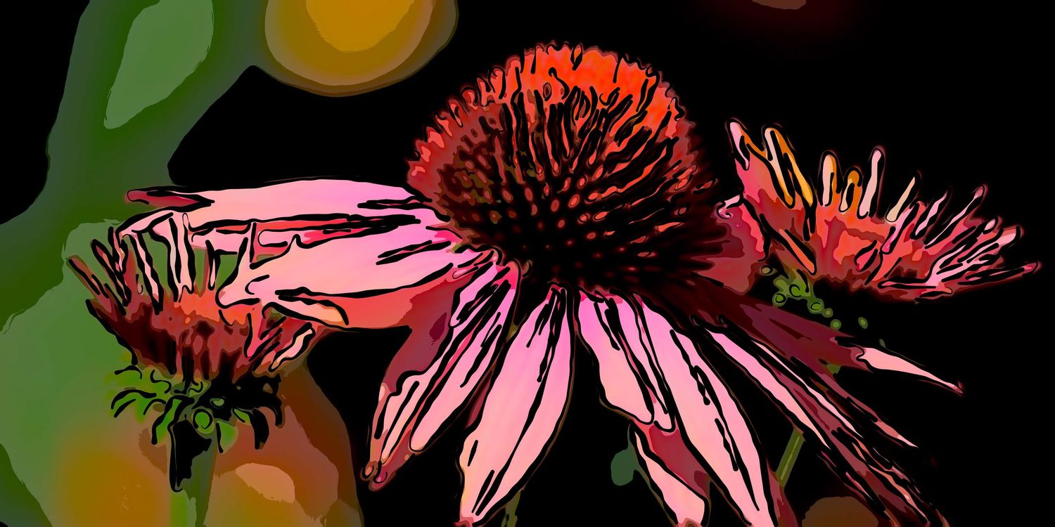 Artistic stylized coneflowers with pink petals and dark centers against a dramatic black background.