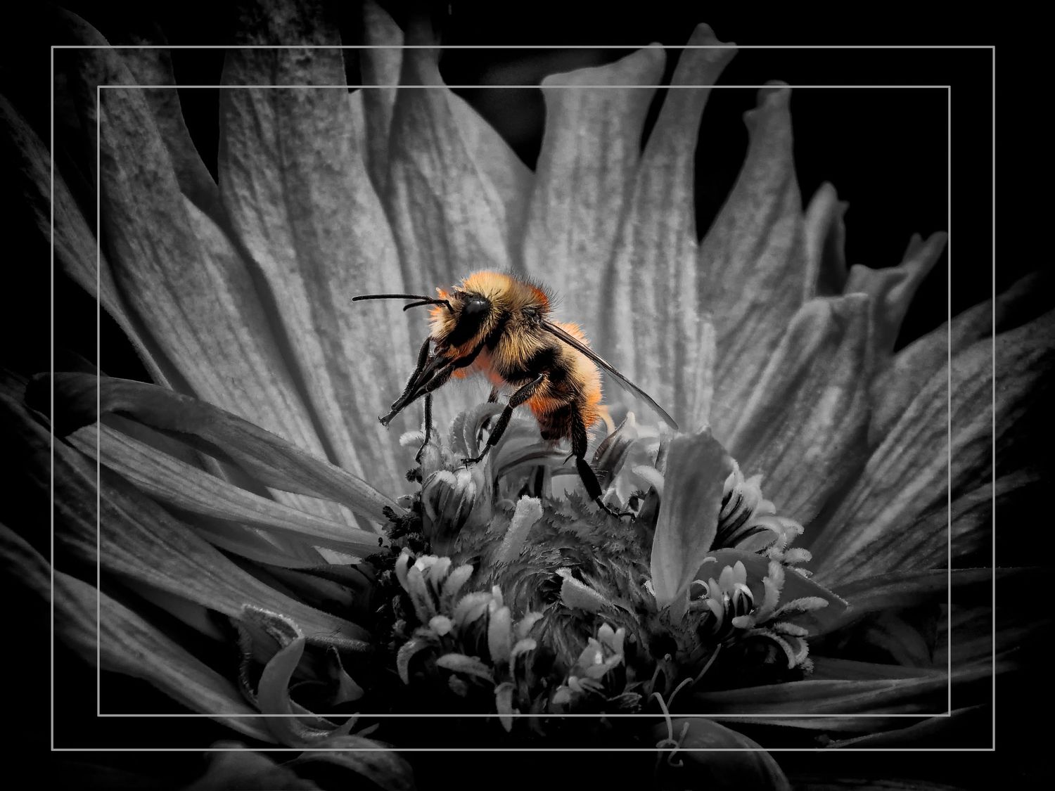 A vibrant honeybee collecting pollen on a flower in a stunning black and white selective color macro photograph.