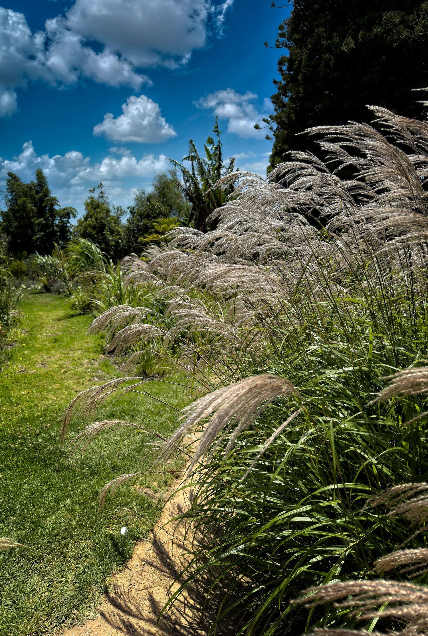 Tall ornamental grasses with feathery silver plumes swaying in a lush green garden under blue sky.