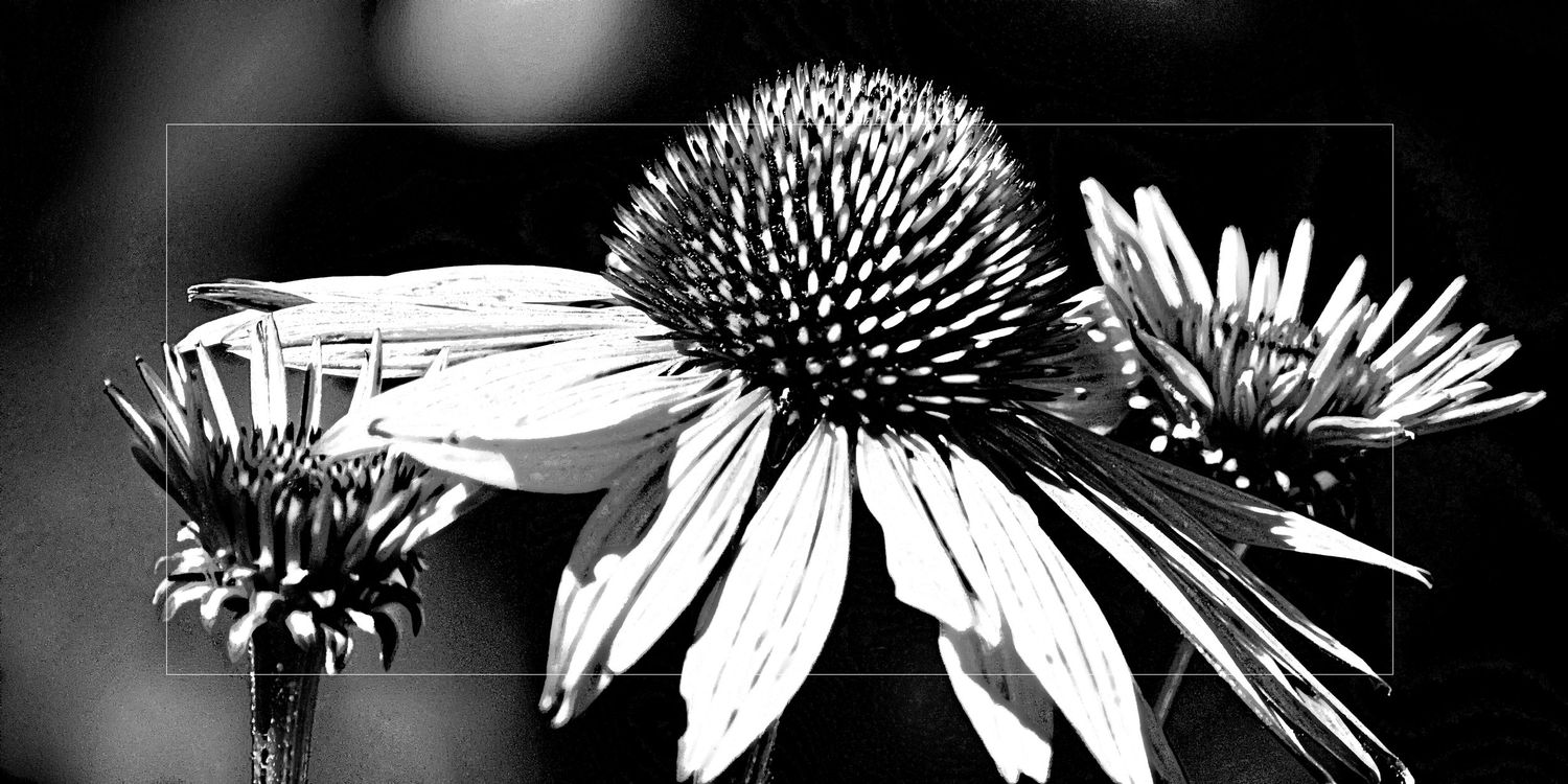 Black and white macro photograph of coneflowers with dramatic contrast highlighting the spiky center and delicate petals.