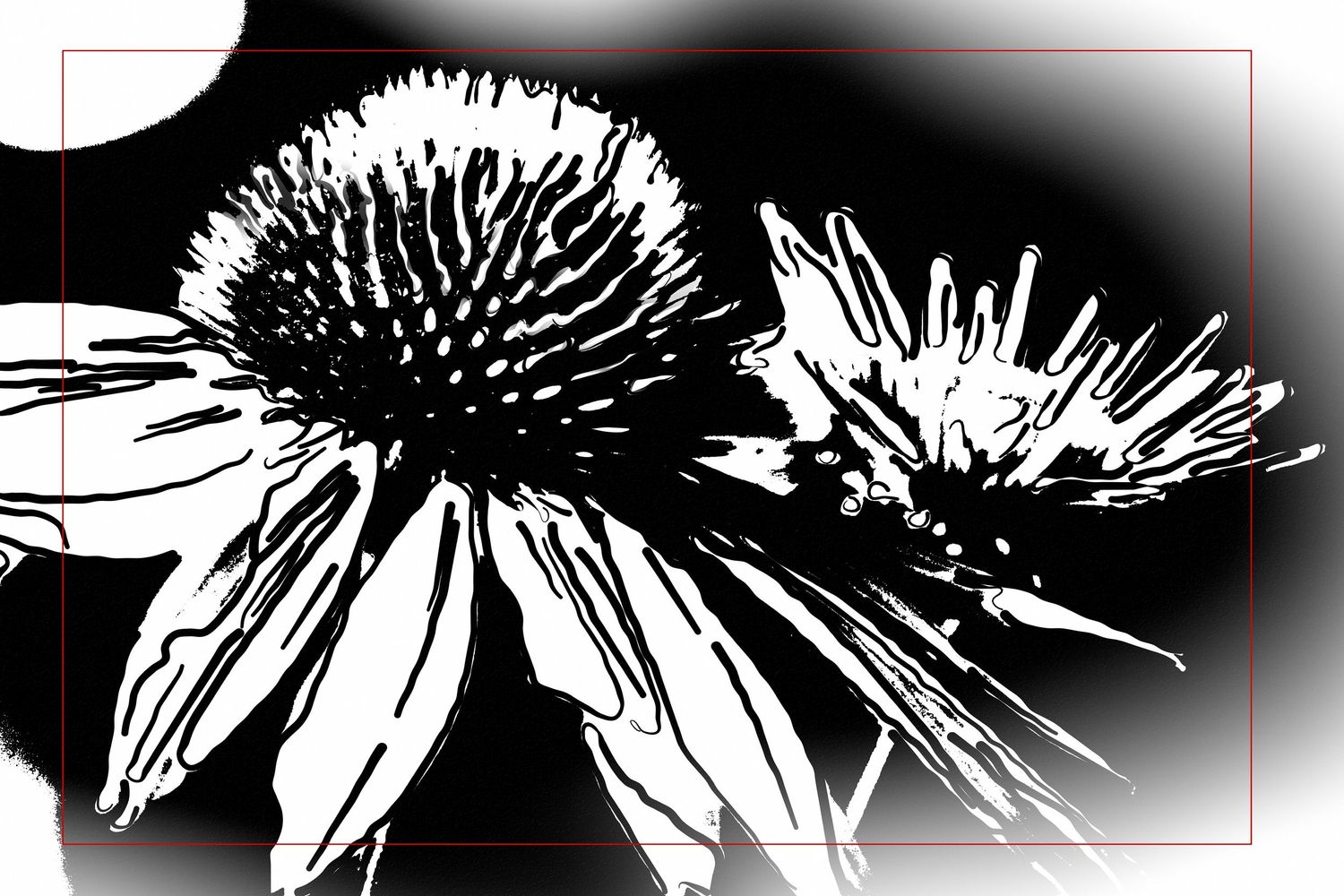 High contrast black and white artistic rendering of coneflowers with bold graphic shadows and white highlights.