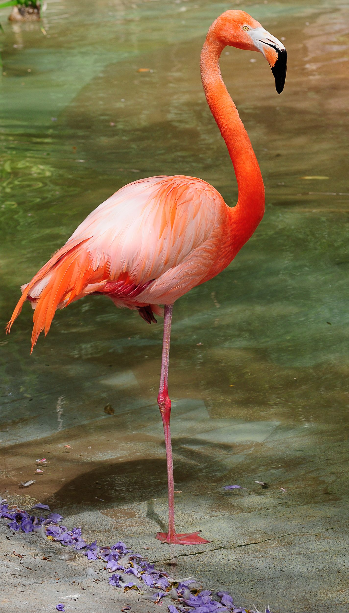 A vibrant pink flamingo standing on one leg near shallow water with purple flower petals nearby.