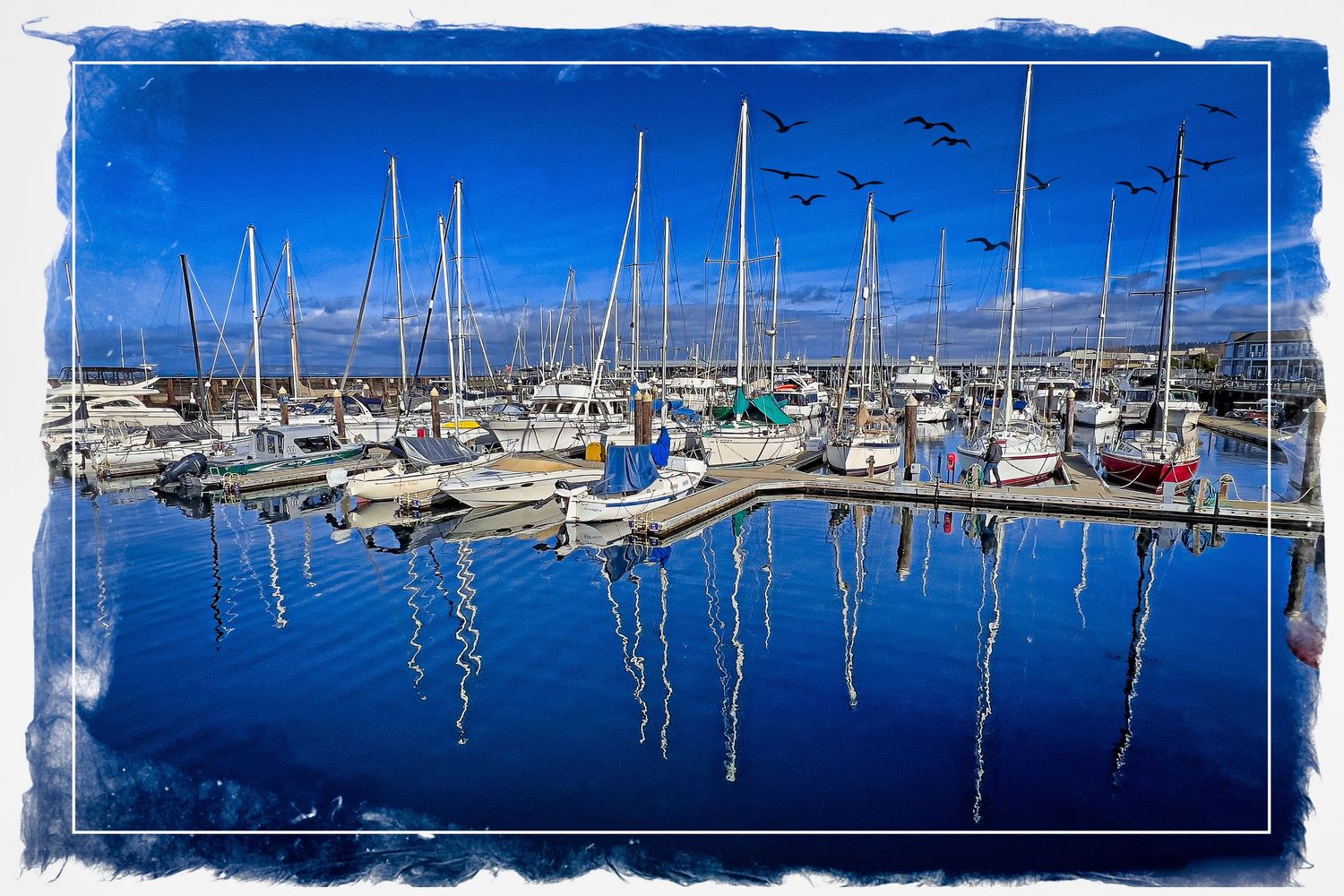 Sailboats with tall masts reflecting on calm blue harbor waters under a clear sky with birds soaring above, Washington state, USA.