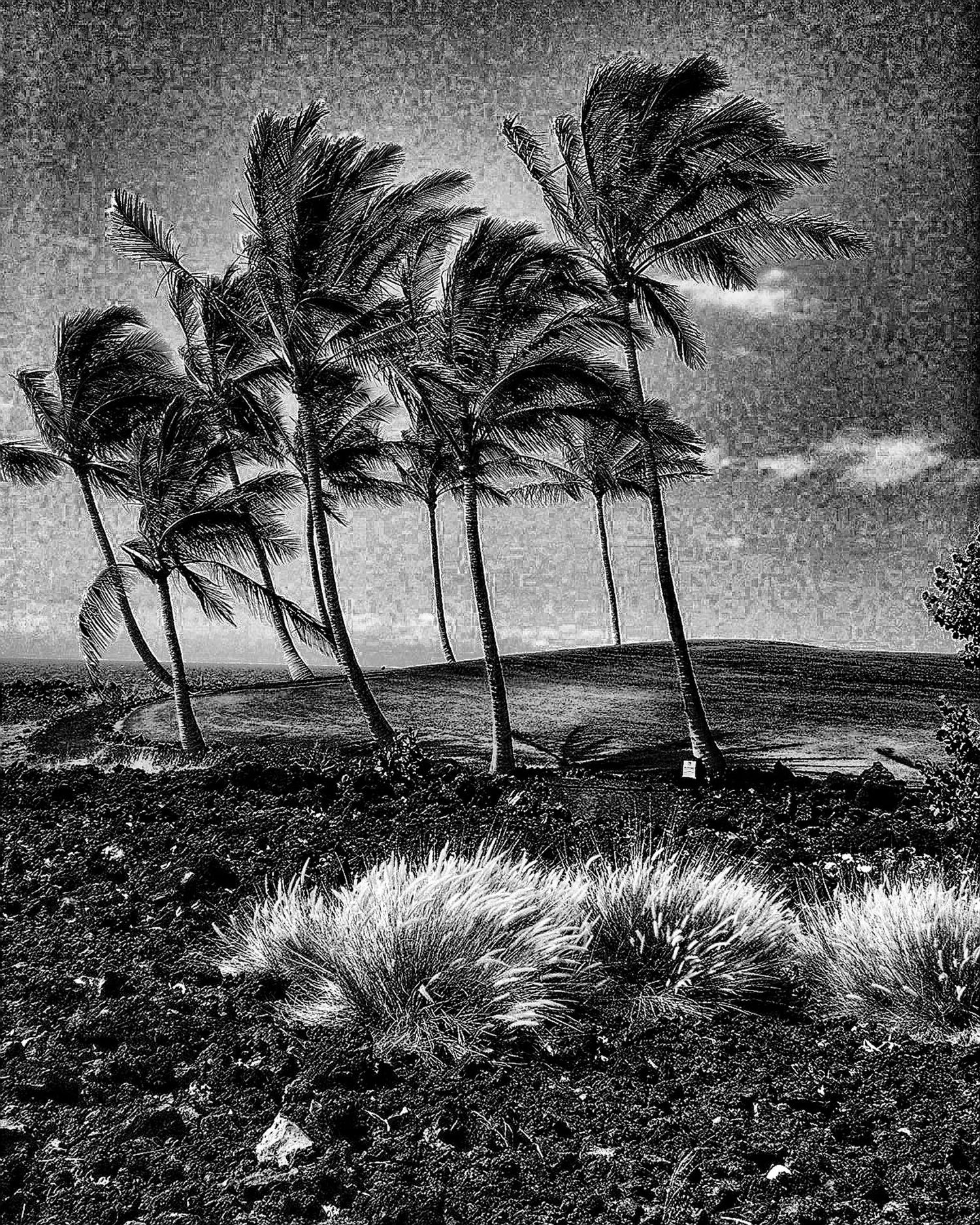 Black and white photograph of windswept palm trees bending in strong coastal winds on rocky terrain.